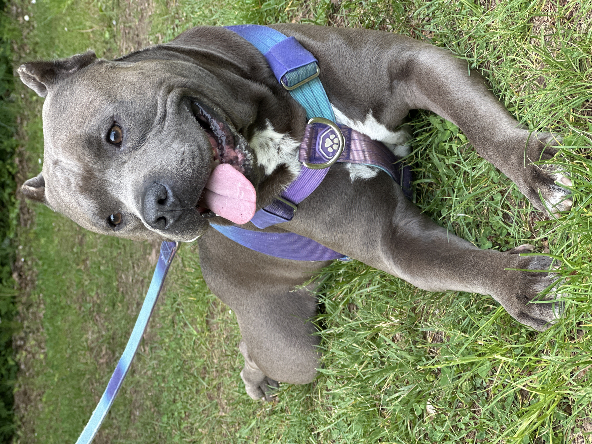 A gray pit bull dog lies on green grass, wearing a blue and purple harness and leash. The dog's tongue is hanging out. The location is likely a grassy area near Heinebach, Germany.