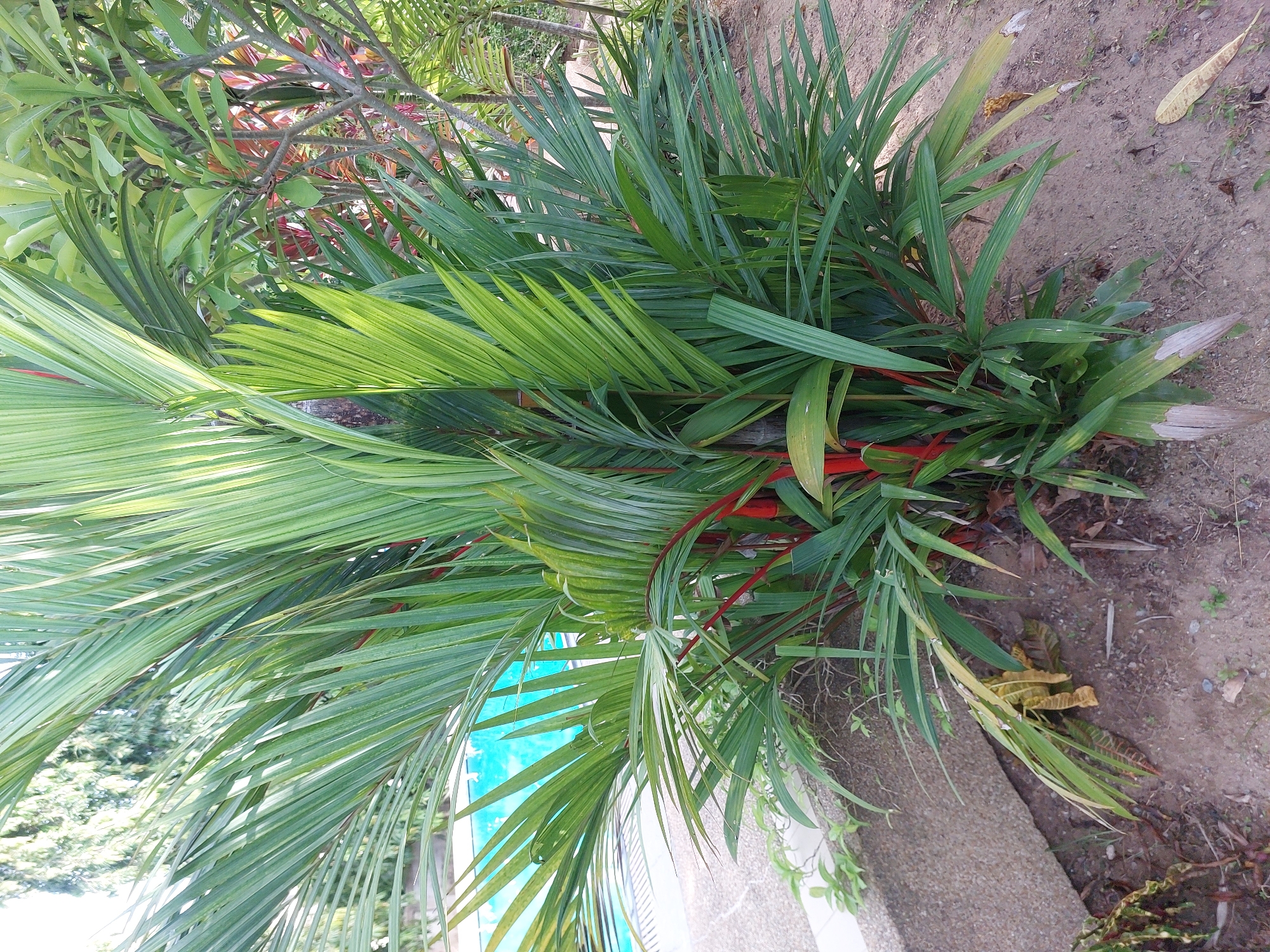 A dense clump of Lipstick Palms (Cyrtostachys renda) with bright red stems is the focal point of the image. The fronds are a vibrant green, with some leaves showing signs of yellowing or browning at the tips. The plants are situated in sandy soil, with scattered dry leaves and small green shoots. To the left of the palms, a concrete structure, possibly a pool border, is visible. Beyond the plants, a swimming pool with turquoise water can be seen, and further in the background, lush green foliage and trees suggest a tropical environment. The scene appears to be outdoors, likely in a garden or resort setting within the city of Baan Mae Nam, Thailand. There are no people or animals present in the image.