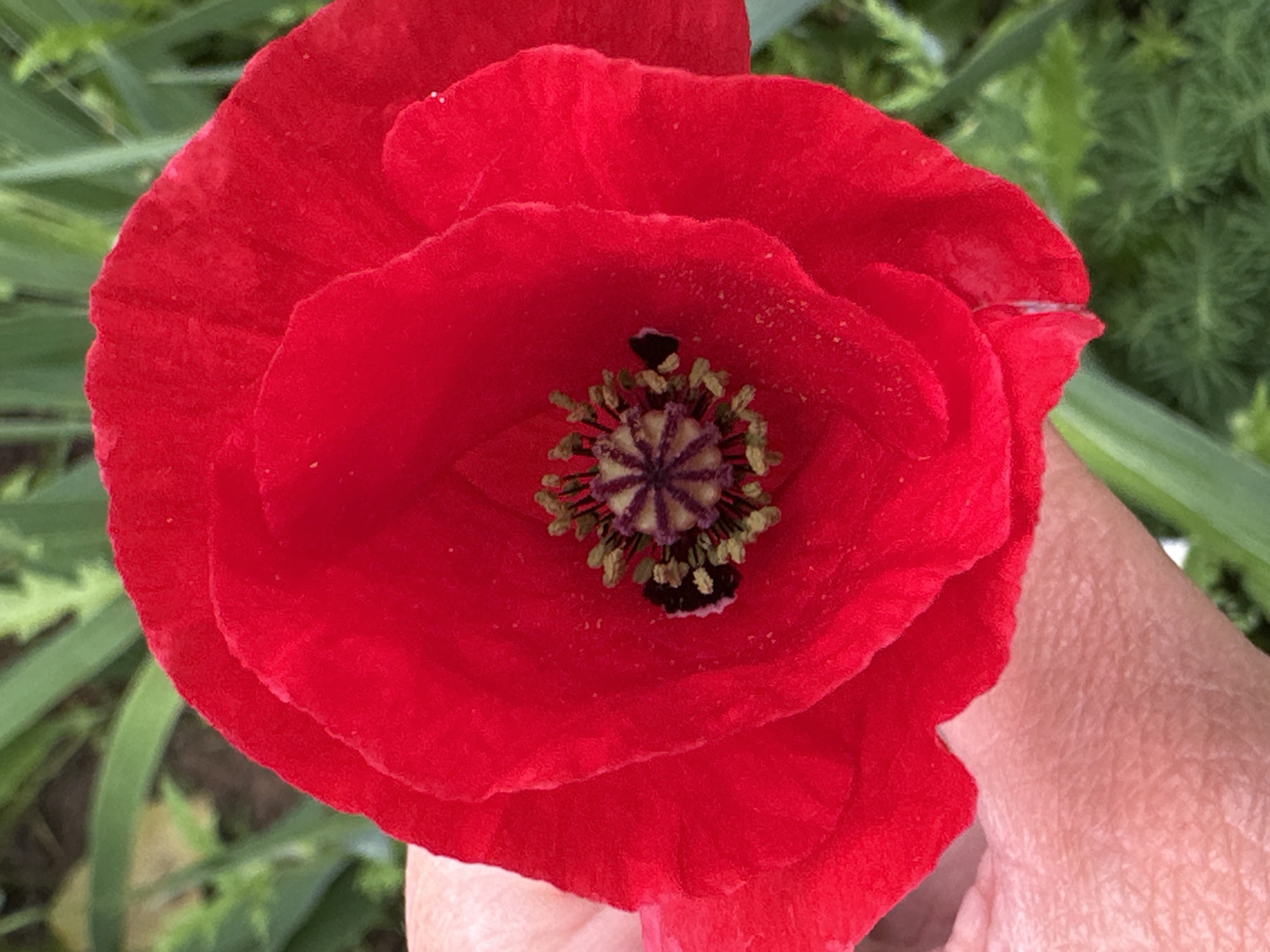 A close-up, top-down view shows the vibrant red petals of a poppy flower in full bloom. The flower dominates the frame, its delicate, slightly ruffled petals radiating outwards. In the center of the bloom, a dark stamen cluster is visible, adorned with delicate green filaments and purplish-pink accents. A small, dark insect is present in the center of the flower, possibly a bee or beetle. The background is blurred, with hints of green foliage and other plants suggesting an outdoor setting, likely a garden. A person's hand, with visible skin texture and faint lines, is gently holding the stem or petal of the poppy from the right side of the frame, adding a sense of scale and human interaction with nature. The lighting suggests it is daytime, with soft illumination that highlights the texture of the petals. No text is visible in the image. The overall impression is one of natural beauty and the delicate details of a single flower.