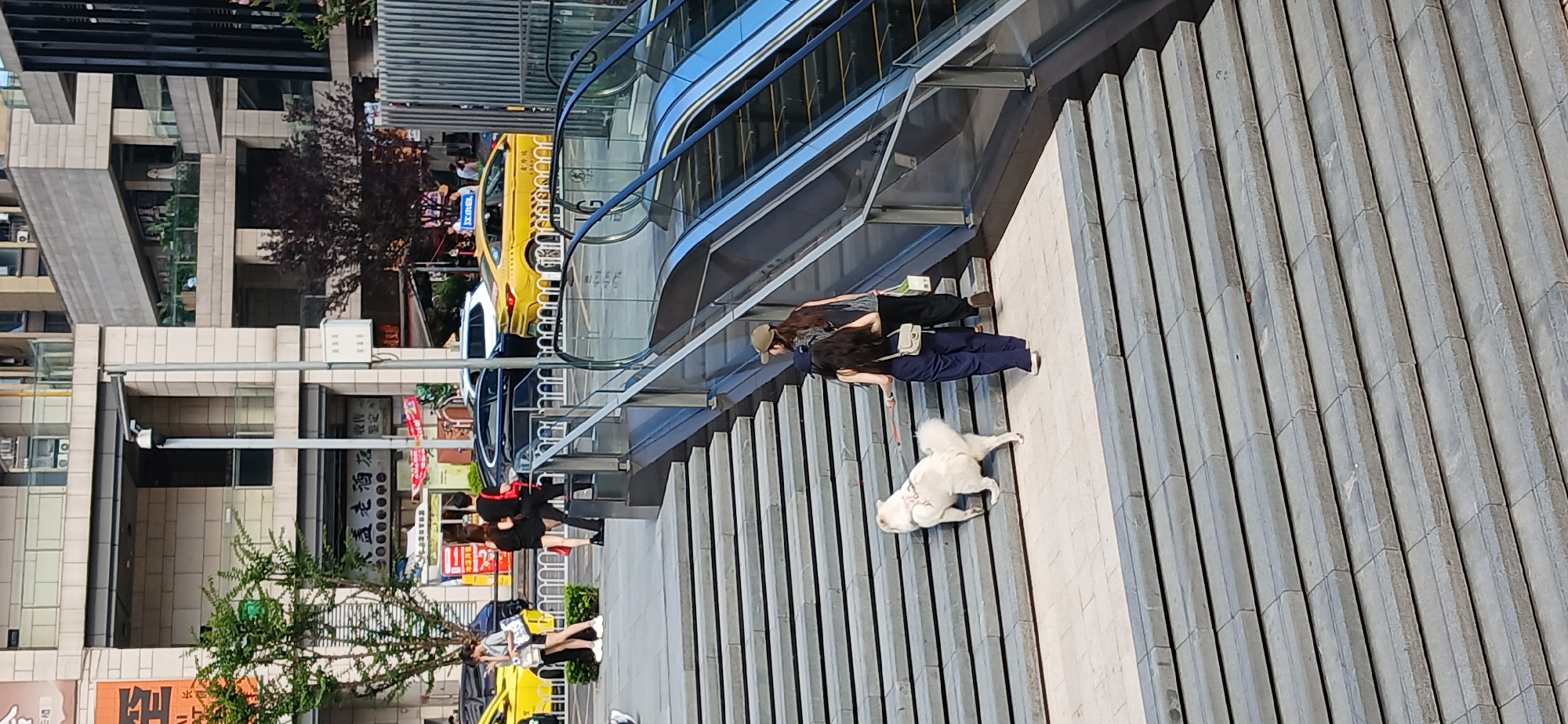 In Jiulongpo District, China, on a sunny day, a large white dog is walking up a wide, grey stone staircase. The dog is on a leash held by a person wearing a dark blue outfit, who is also ascending the stairs. Behind them, another person wearing a baseball cap and dark clothing is walking up the stairs, carrying a white bag. The staircase is flanked by an escalator on the right side. In the background, several yellow taxis are visible on a street, along with people walking and cars. Buildings with modern architecture are also present, featuring glass and stone elements, and some trees and greenery. The scene appears to be an outdoor public area, possibly a plaza or entrance to a building.