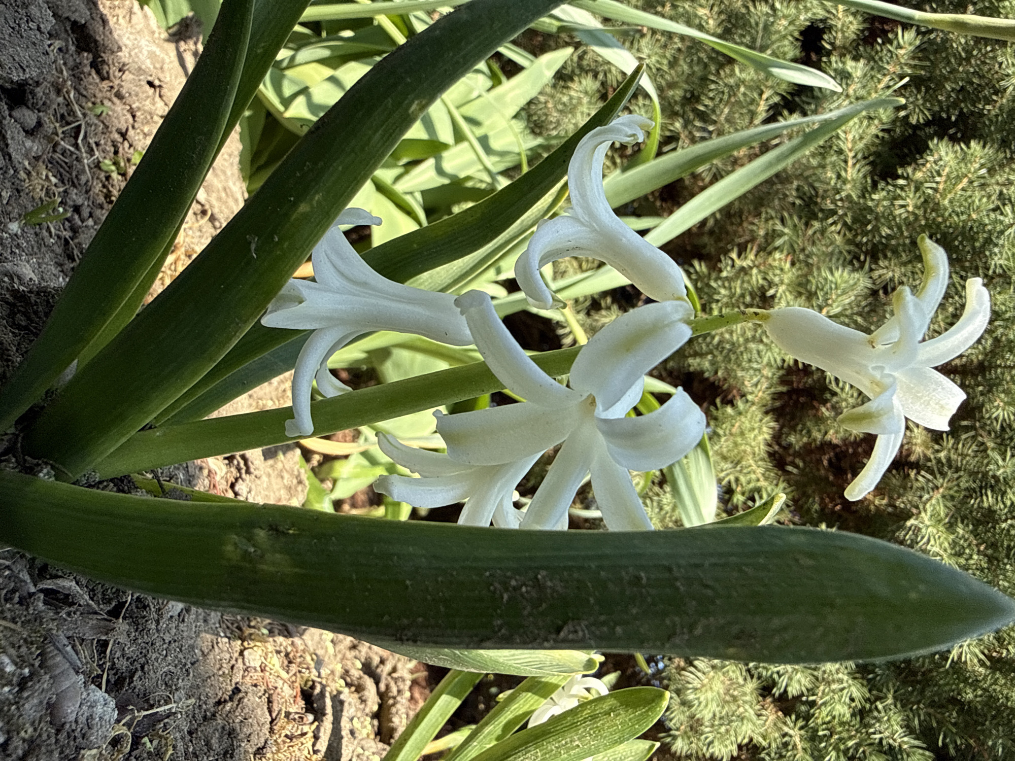 A close-up, eye-level photograph taken in Pirne, Bulgaria, features a cluster of white flowers and associated green foliage illuminated by natural daylight. The primary subject consists of at least three white, star-shaped or bell-shaped flowers, each exhibiting curled or pointed petals, blooming from green stems. Surrounding these flowers are multiple long, strap-like, deep green leaves, some of which partially obscure the flower stalks. A prominent, unfurled green leaf or stalk stands vertically in the right foreground. The ground beneath the plant is dark brown, loose soil with visible clumps and sparse dry organic matter. The background is composed of out-of-focus, dense green coniferous foliage, indicating an outdoor garden or natural setting. No individuals or animals are present.
