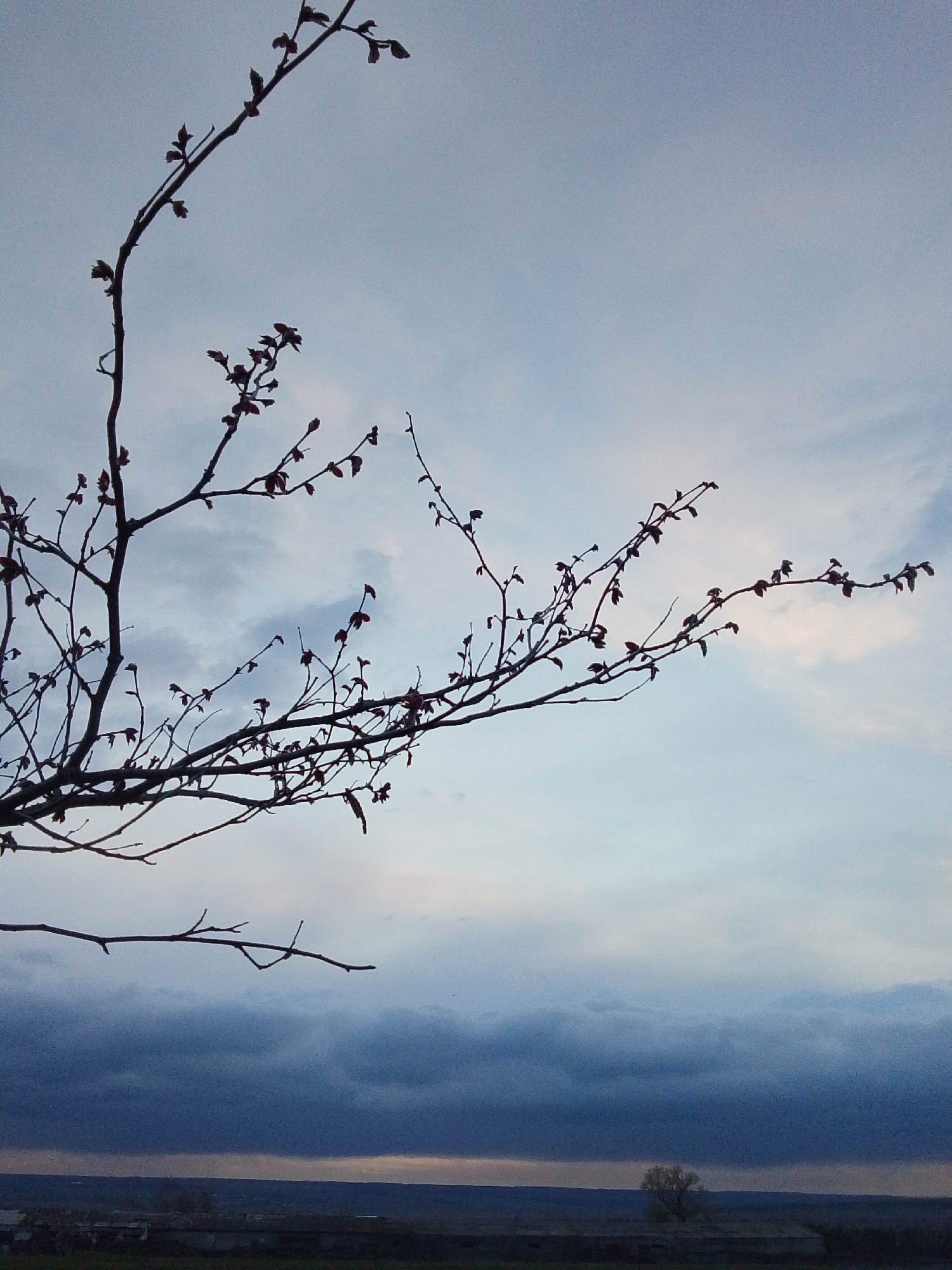 The image shows a tree branch with small buds against a sky with light and dark clouds. In the distance, a landscape with a tree and possibly some buildings or structures is visible. The location is identified as Khlevnoye, Russia. The overall impression is of a rural scene with a focus on the tree and sky at dusk or dawn.