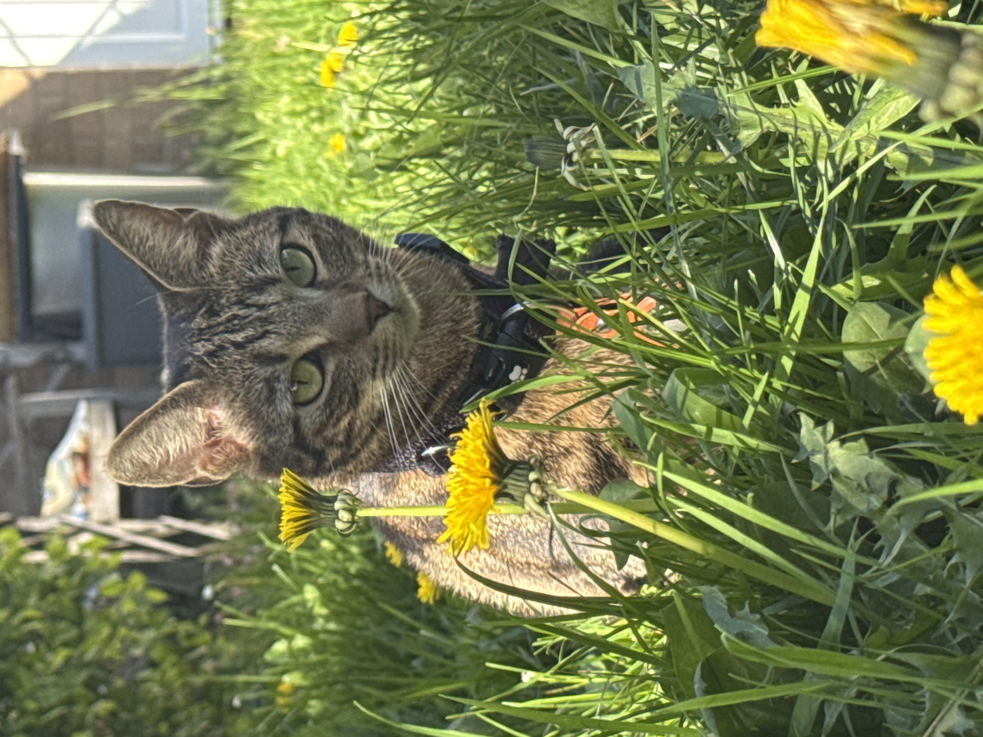 A medium shot depicts a tabby cat in a garden. The cat is partially concealed within green grass and dandelions, its face visible and directed toward the camera. The cat wears a harness, and behind it, a building and foliage suggest an outdoor setting, potentially in a residential area. The quality of light suggests daytime, adding to the outdoor feel. Given the prompt's request for the location of Desborough, United Kingdom, the photo could be from a garden in this town.