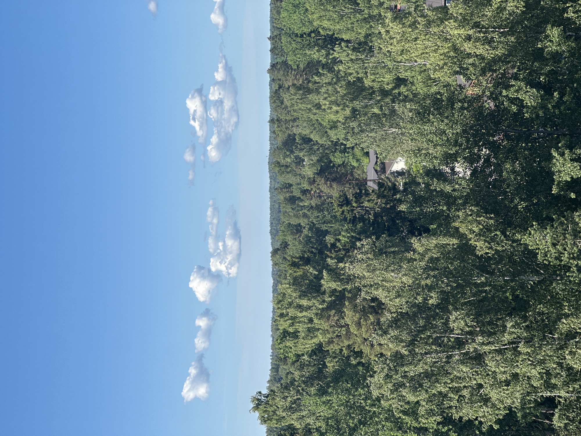 The image captures a dense forest canopy under a bright blue sky dotted with fluffy white clouds. The trees are predominantly deciduous, with lush green foliage, and interspersed with some coniferous trees, creating a varied texture in the forest. A few rooftops of houses are visible peeking through the trees in the middle ground, suggesting a residential area bordering the forest. The scene is one of natural beauty and tranquility.