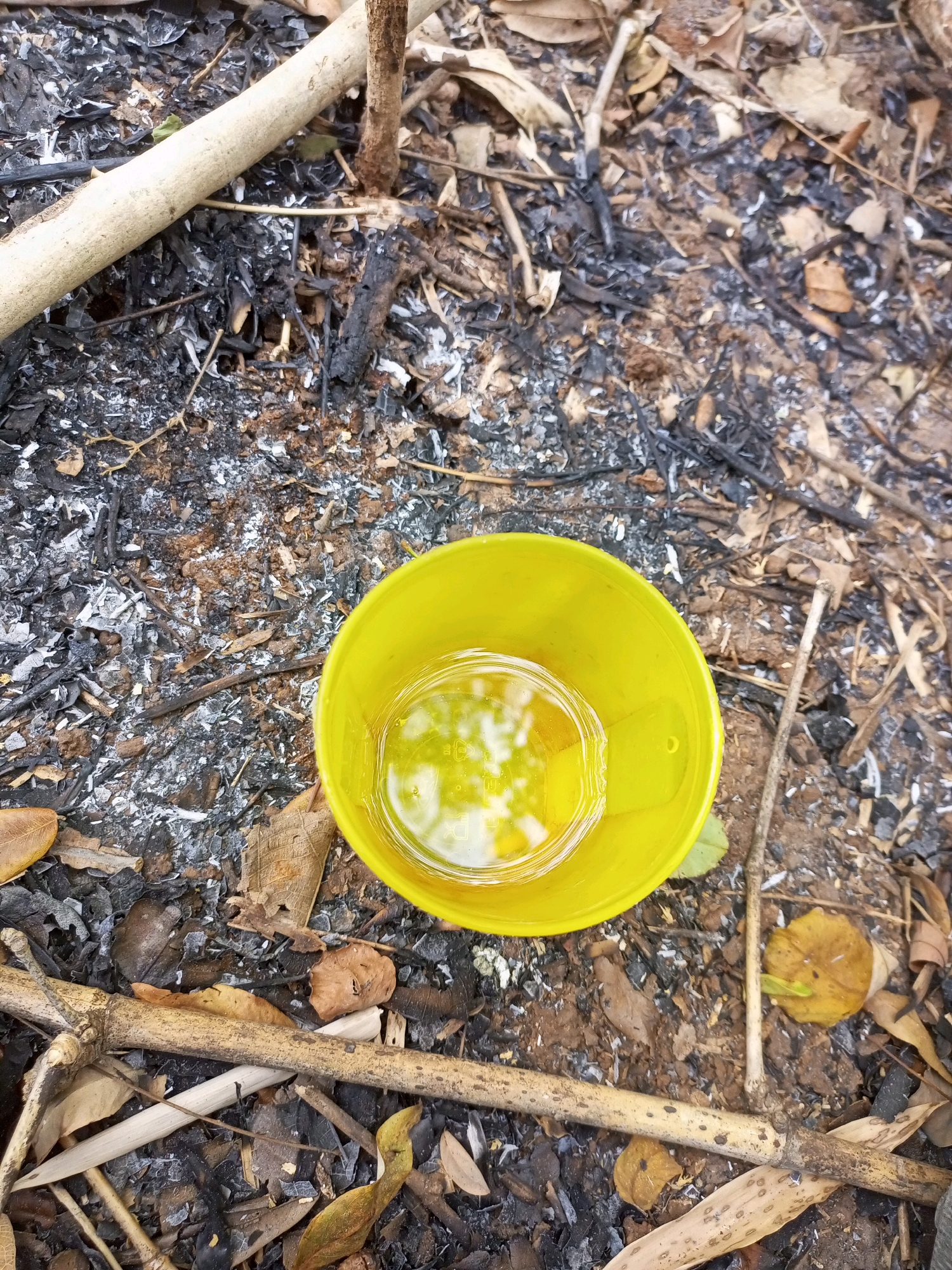 In Jatisrono, Indonesia, a yellow plastic cup filled with a clear liquid is placed on the ground amidst ash, twigs, and dry leaves. The ground appears to be the remnants of a fire. A thick, light-colored twig lies diagonally across the upper left portion of the frame. The cup's contents reflect the surrounding environment, showing a distorted green and white pattern.