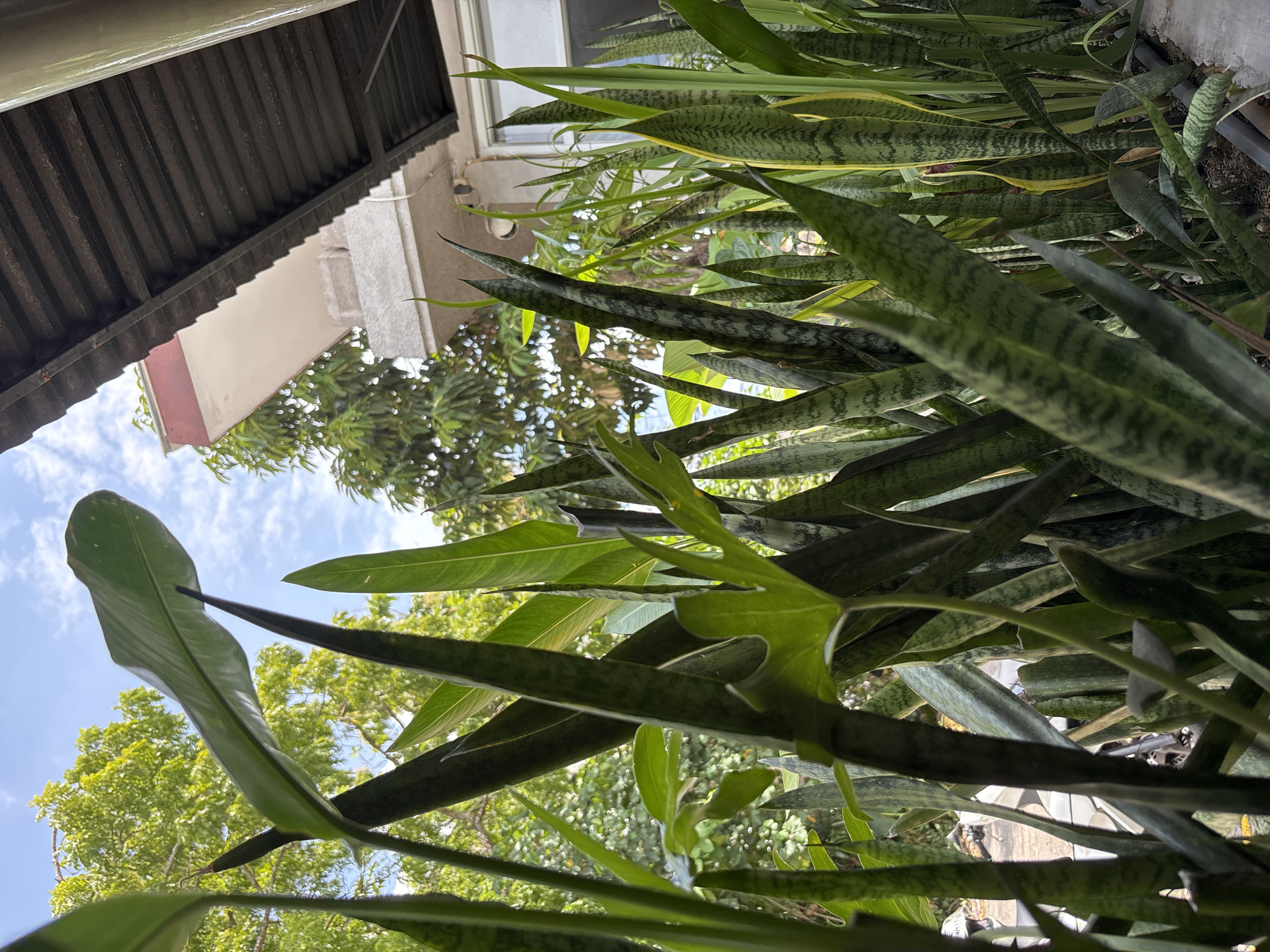 The image is taken from a low-angle perspective, looking upwards towards a corrugated metal roof and a building with light-colored walls. In the foreground, there are numerous green plants with long, pointed leaves, including snake plants (Sansevieria). The sky is visible between the leaves, with scattered clouds. The presence of lush vegetation indicates an outdoor setting, which is Kuta Selatan, Indonesia. No people or actions are visible.