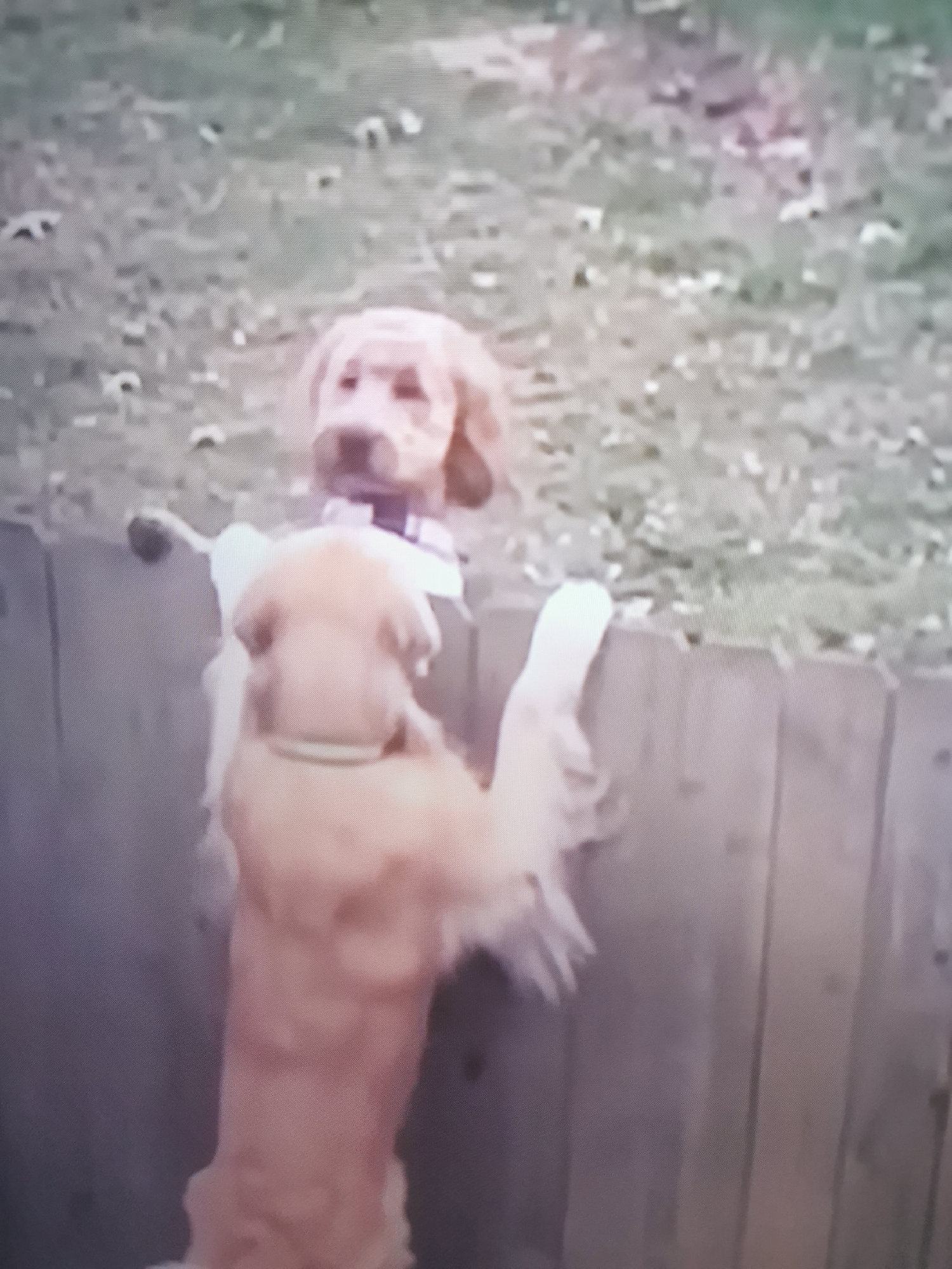 Two light-colored dogs are near a wooden fence. One dog is positioned higher and further back, with its head and front paws visible over the top of the fence. It appears to be looking down. The second dog is lower and closer to the camera, with its front paws resting on the fence as if trying to climb over or reach the other dog. The background is an outdoor area with sparse grass and some fallen leaves, suggesting an autumn setting. The image quality is low and pixelated, making precise identification of the dogs' breed or specific features difficult. The scene appears to be in a residential backyard or a similar outdoor space. There is no indication of the specific location within Dnipro, Ukraine.