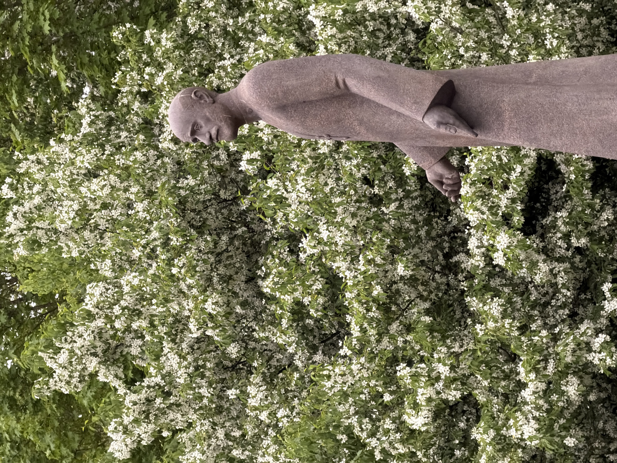 A medium shot shows a statue of Vladimir Lenin. The statue, made of a brown stone, is of a man standing with his arms at his side. The statue is positioned against a background of white flowering trees. The location is likely the Lenin statue at the Moscow Victory Park in Saint Petersburg, Russia.