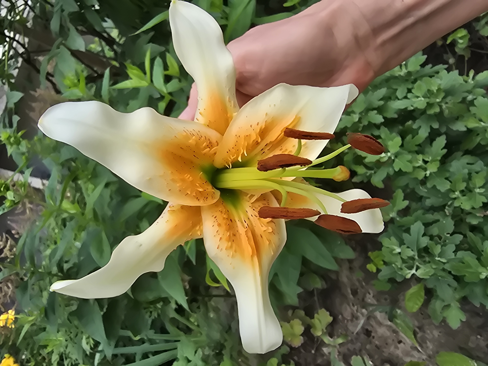 A person's hand is holding a white and orange lily flower in an outdoor setting. The lily has six petals, with the outer three being white and the inner three displaying a gradient from white to orange, speckled with dark orange spots. The pistil and stamens are visible in the center of the flower, with yellow filaments and brown anthers. The background consists of lush green foliage, suggesting a garden or natural environment. The image is taken from a slightly low angle, focusing on the flower.