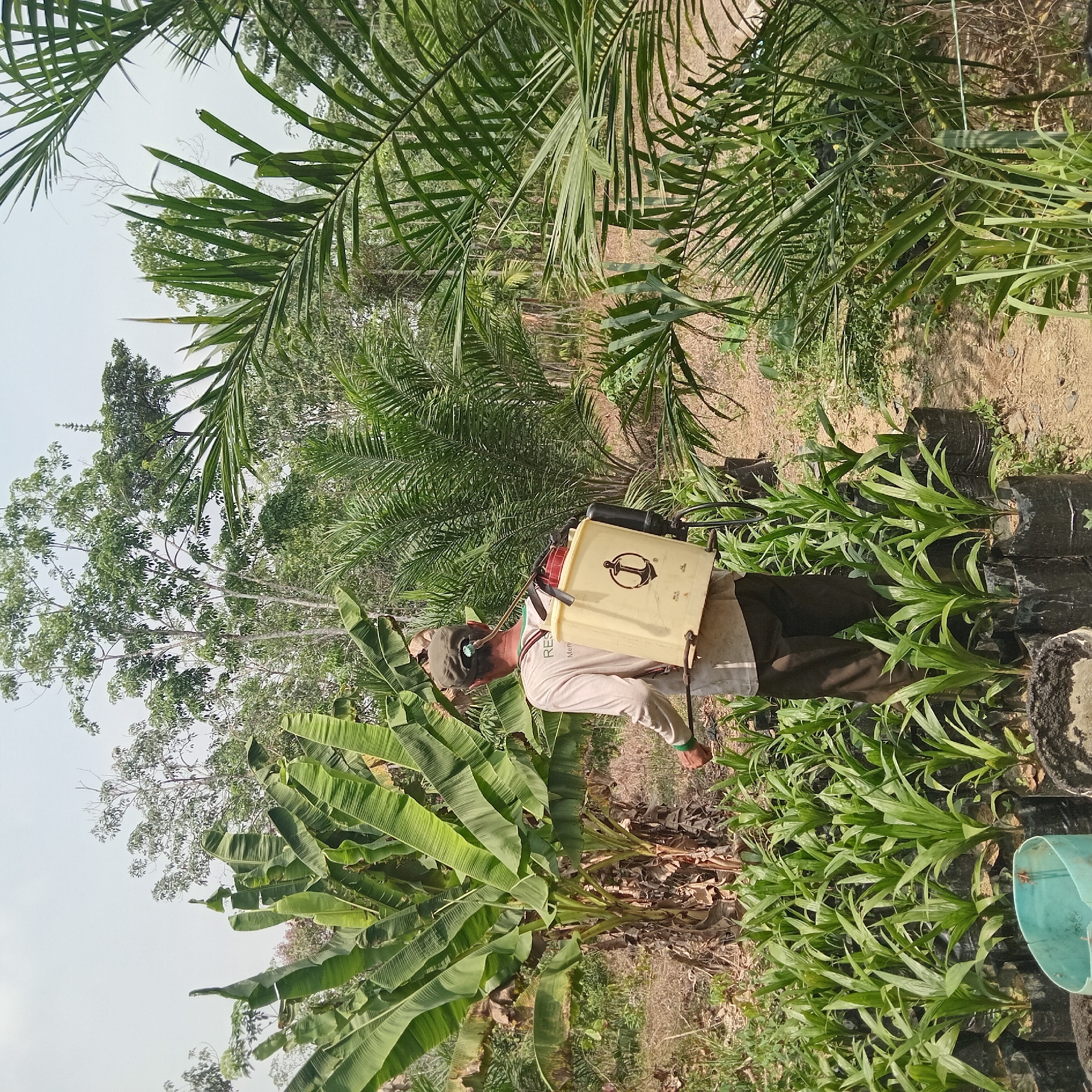 A person wearing a cap and long-sleeved shirt is spraying a group of small plants in a nursery. The person is carrying a yellow backpack sprayer with a red lid and a black hose. The plants are in black plastic bags and are arranged in rows. In the background, there are large banana trees and palm trees. The ground is covered with dry leaves and grass. The sky is overcast. The image depicts an agricultural scene in an outdoor setting.