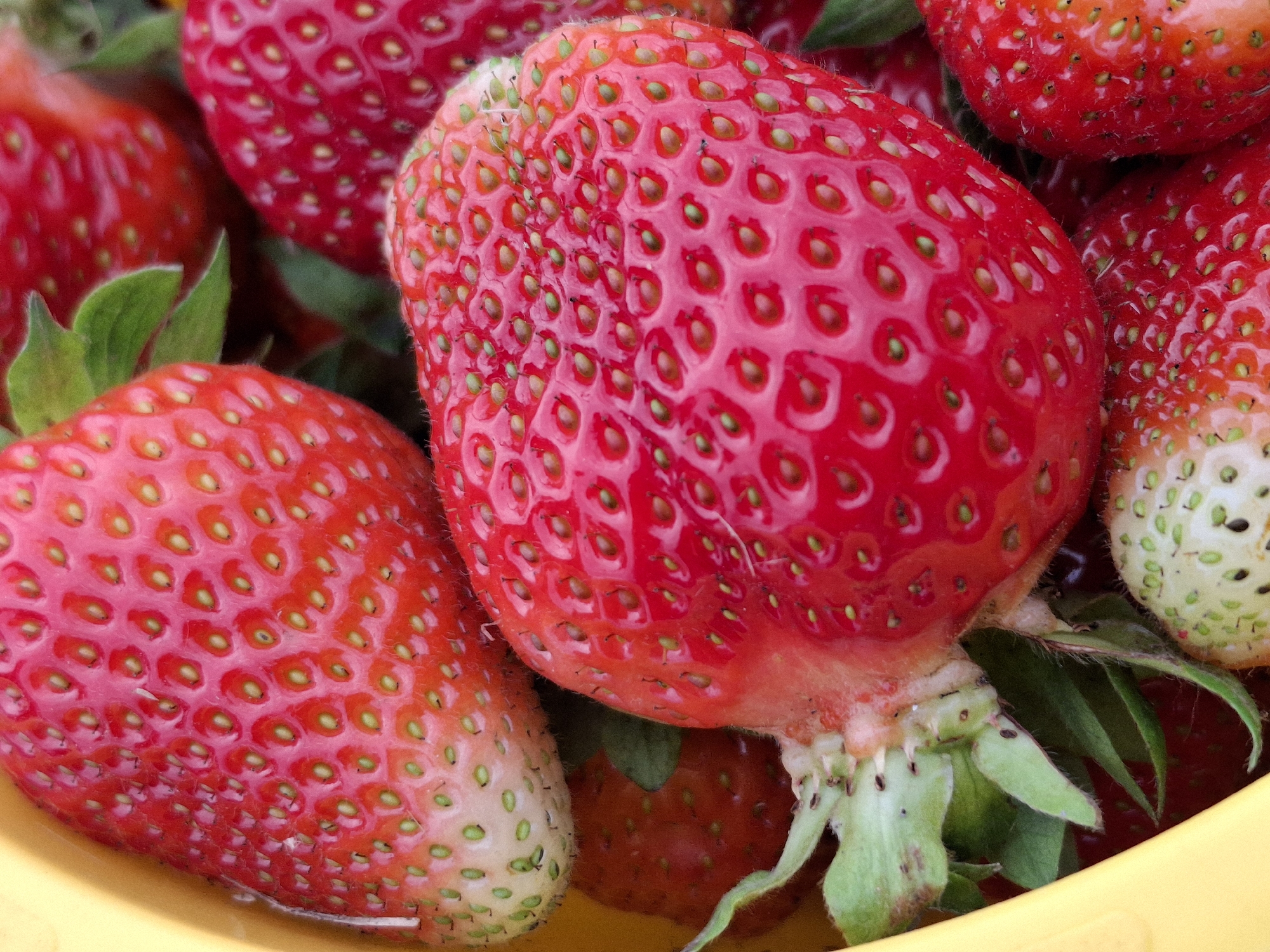 This is a close-up, overhead shot of a bowl filled with ripe strawberries. The strawberries are a vibrant red with visible seeds and green stems. The bowl itself appears to be made of a yellow material, possibly plastic or ceramic. The lighting is bright, highlighting the textures and colors of the fruit. There is no indication of a city location or any context beyond the strawberries themselves.