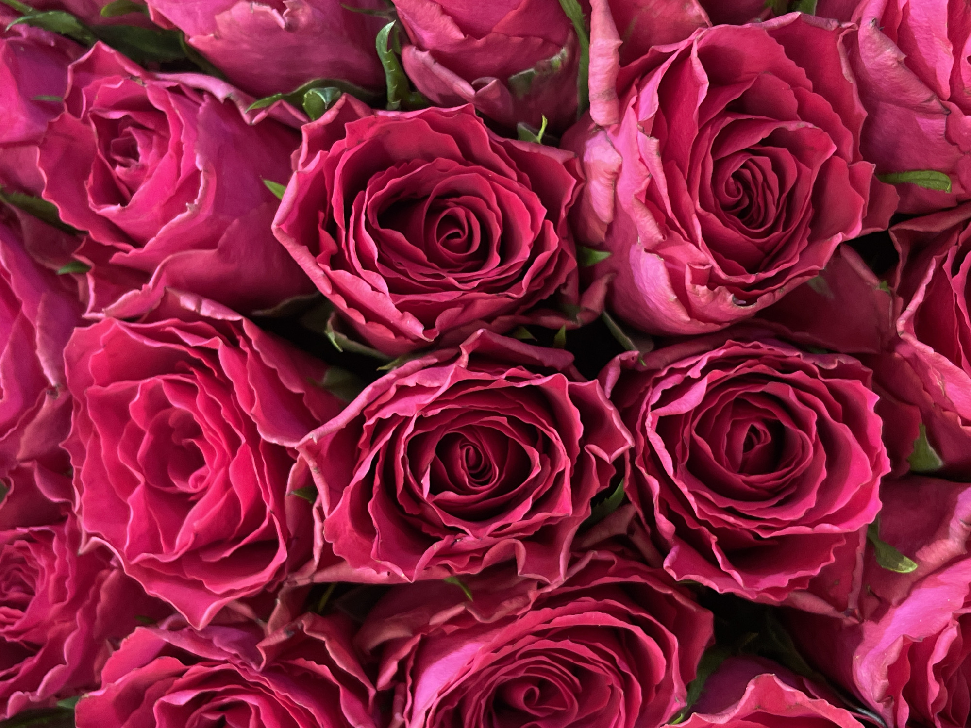 The image shows a close-up of a dense arrangement of deep pink roses. The flowers are tightly packed together, with many petals visible, creating a textured surface. No specific location is discernible from the image.