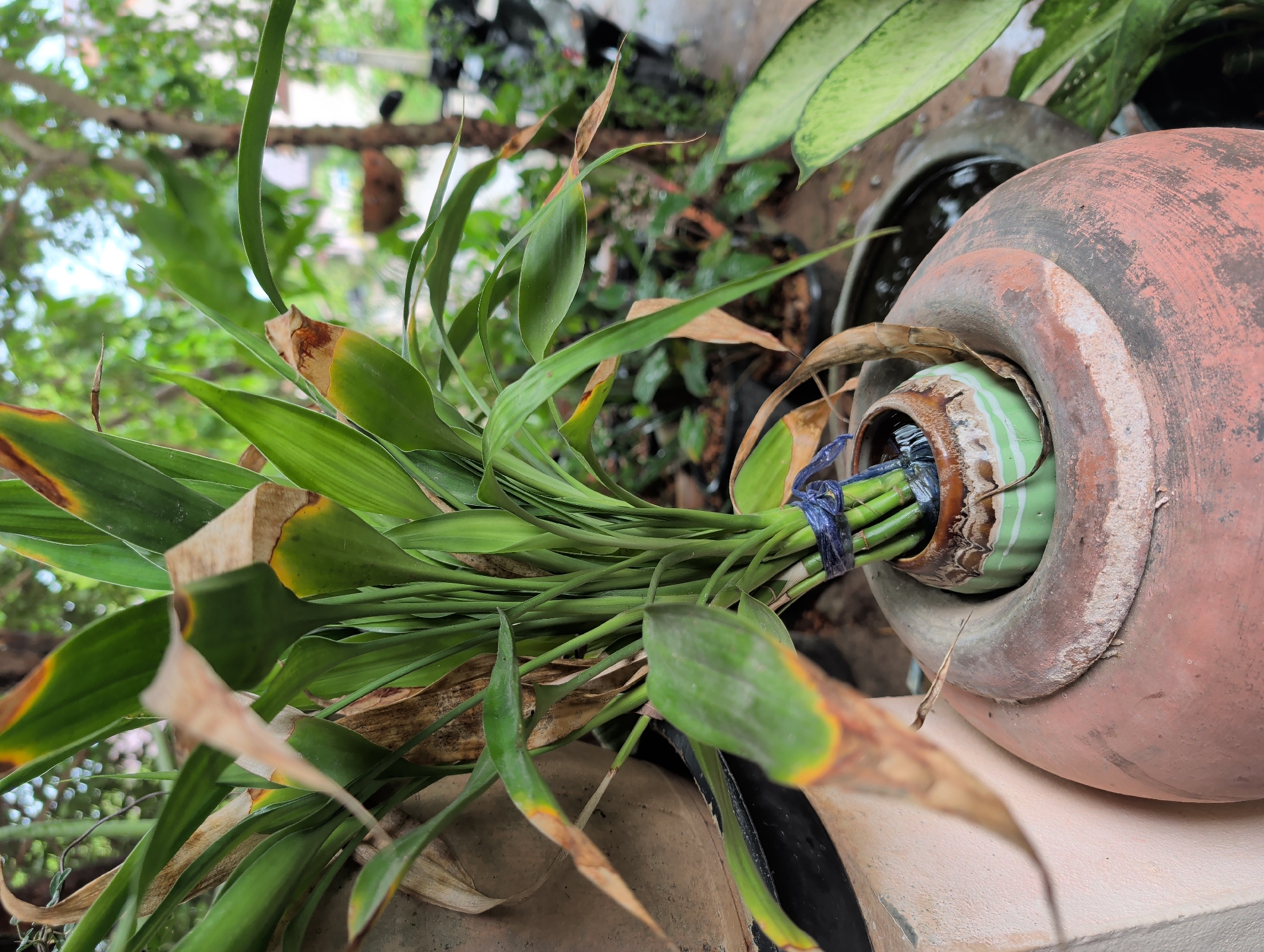 A terracotta pot sits on a light gray concrete surface. A bunch of green leaves with brown edges is tied with a blue ribbon and inserted into a smaller ceramic pot inside the terracotta pot. The scene appears to be outdoors, possibly in a garden setting. Overhanging the image are tree branches and foliage, suggesting a partially shaded location. Other plants are visible in the background. It is located in Thong Sala, Thailand.