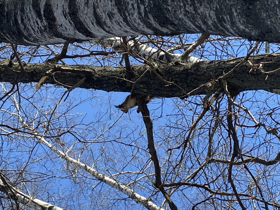 A red squirrel (Sciurus vulgaris) is observed perched on a bare tree branch against a clear blue sky in a park or wooded area within Moscow, Russia. The squirrel, displaying reddish-brown fur, a white belly, and distinct ear tufts, is positioned mid-frame, facing right, on a thick, horizontal branch extending from a dark-barked deciduous tree. The trunk of this tree occupies the right foreground. To the left, a prominent birch tree with white and black patterned bark is visible. Numerous other bare branches from various deciduous trees create a network against the brightly lit sky, indicative of late winter or early spring. No human presence is detected. The scene is illuminated by natural daylight.