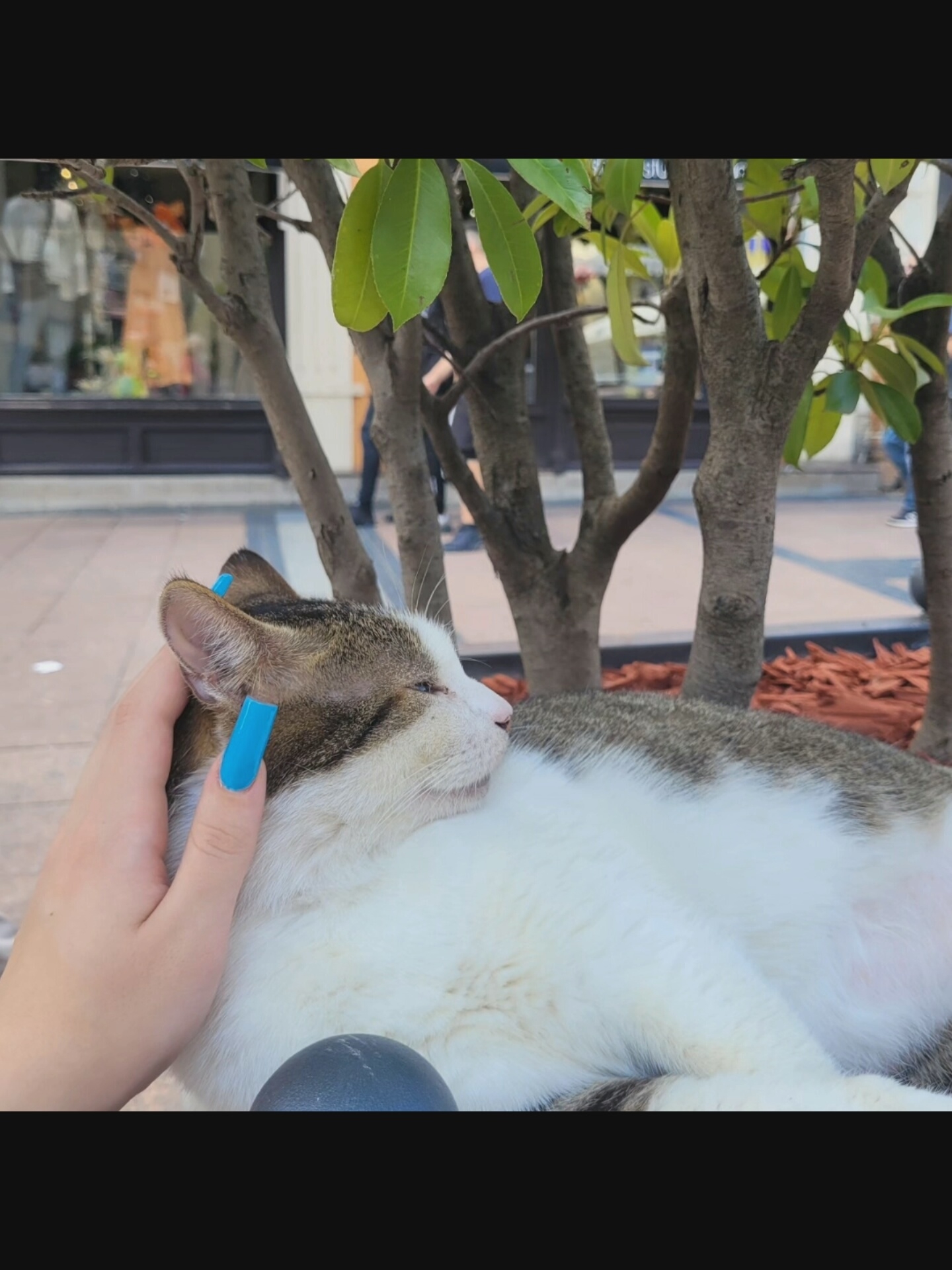 A person with brightly colored blue fingernails is petting a white and brown cat that is resting. The cat's eyes are closed and it appears to be asleep. They are situated outdoors, near a small tree with green leaves. In the background, blurred figures of people can be seen in front of shop windows. The ground is paved, and there are patches of reddish-brown mulch around the base of the tree. The image is taken during the daytime. There is no indication that this image was taken in Bielawska Wieś, Poland.