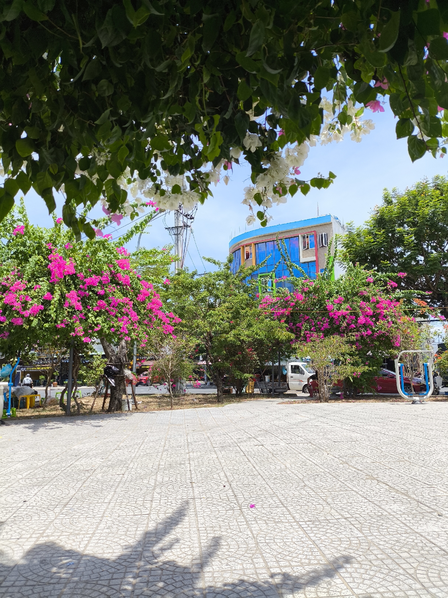This image captures a vibrant street scene in Da Nang, Vietnam, likely in a public area featuring flowering trees and a tiled walkway. In the foreground, the ground is paved with light-colored square tiles, many bearing circular patterns, with dappled shadows cast from overhead foliage. Blooming bougainvillea trees, one with abundant hot pink flowers and another with white blossoms, are prominent. Behind the trees, a modern building with a curved blue facade and brightly colored window frames stands out against a clear blue sky. A white van and a red car are parked near the building, and a piece of outdoor exercise equipment, primarily blue and white, is visible to the right. In the background, more green trees and a utility pole are present. A single person is seated on a yellow bench to the left, and another person, partially visible, appears to be standing near the bench. The overall impression is one of a lively, well-maintained urban outdoor space.