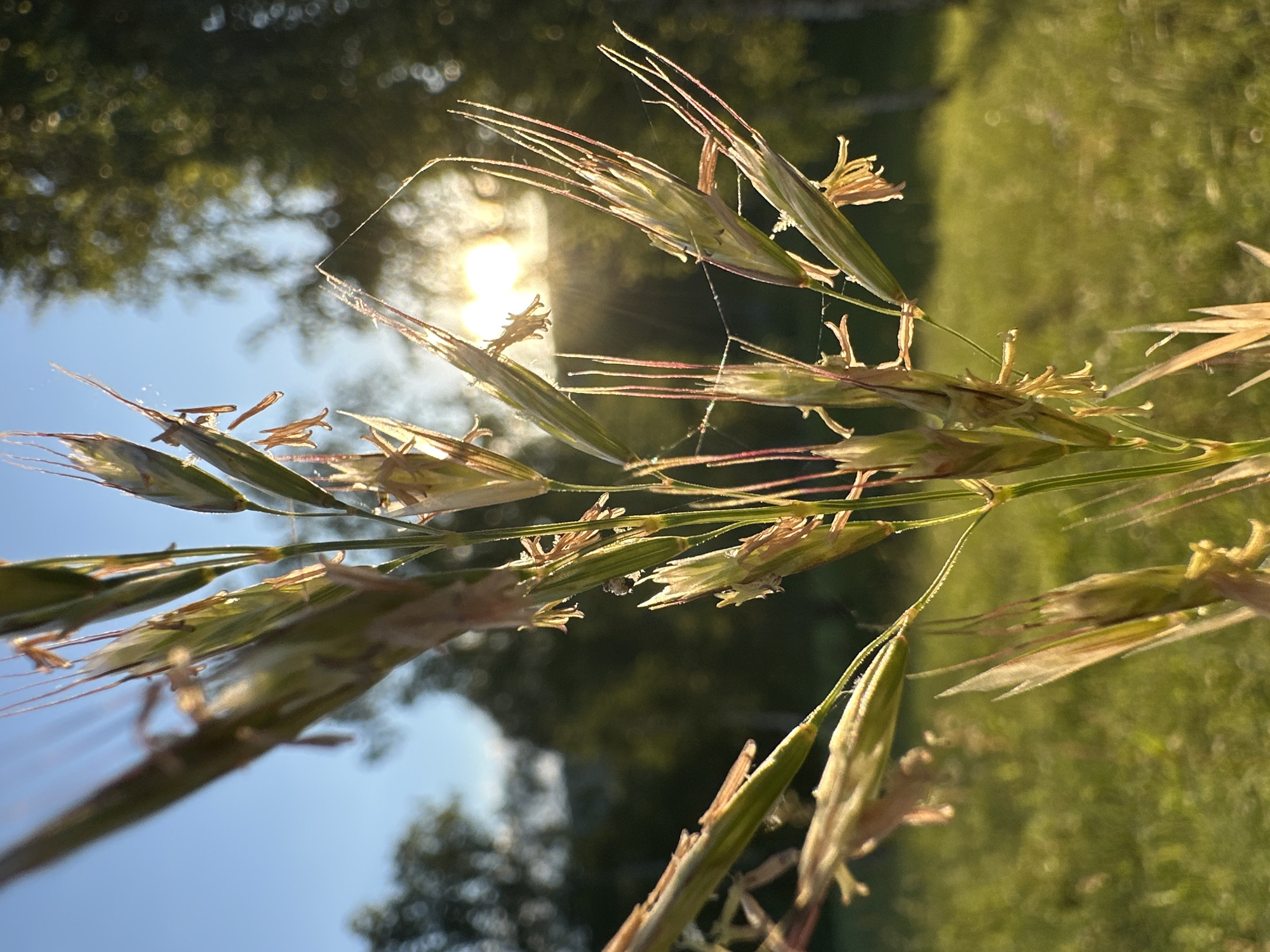 This is a close-up, outdoor, eye-level shot of a grass stalk against a blurred background of trees and a sunlit field. The grass stalk, in focus, features seed heads and delicate, wispy filaments, some tinged with pink. A faint spiderweb is visible, catching the sunlight and creating a subtle shimmer. The sun is positioned in the upper right quadrant of the image, casting a warm glow and creating lens flare. The background is a soft bokeh of green foliage and a clear blue sky. The overall impression is one of natural beauty and a serene, sun-drenched environment.