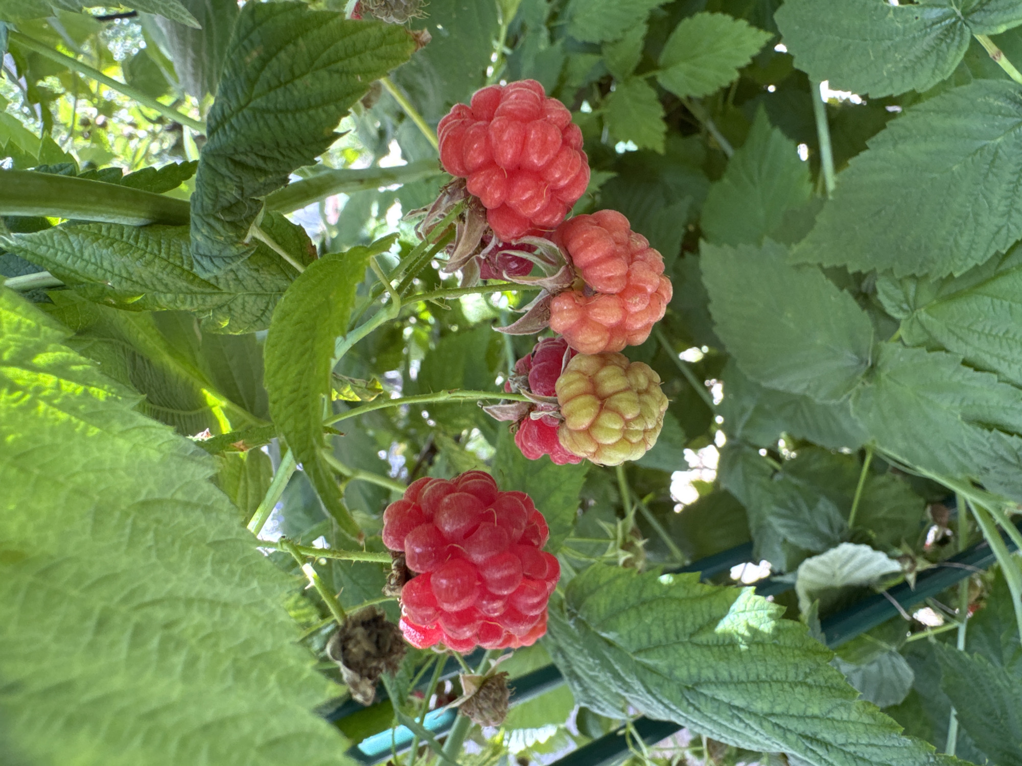 In the city of Zemlezelets-90 SPK, Russia, this image captures a close-up view of several ripe raspberries growing on a plant. The raspberries are a vibrant red color, with a textured surface composed of small drupelets. Some of the berries are still in various stages of ripening, showing shades of pink and yellow. The fruits are clustered on thin stems, surrounded by lush green leaves. Sunlight filters through the foliage, creating highlights and shadows on the berries and leaves, suggesting an outdoor setting in natural light. The background is softly blurred, focusing attention on the raspberry cluster.