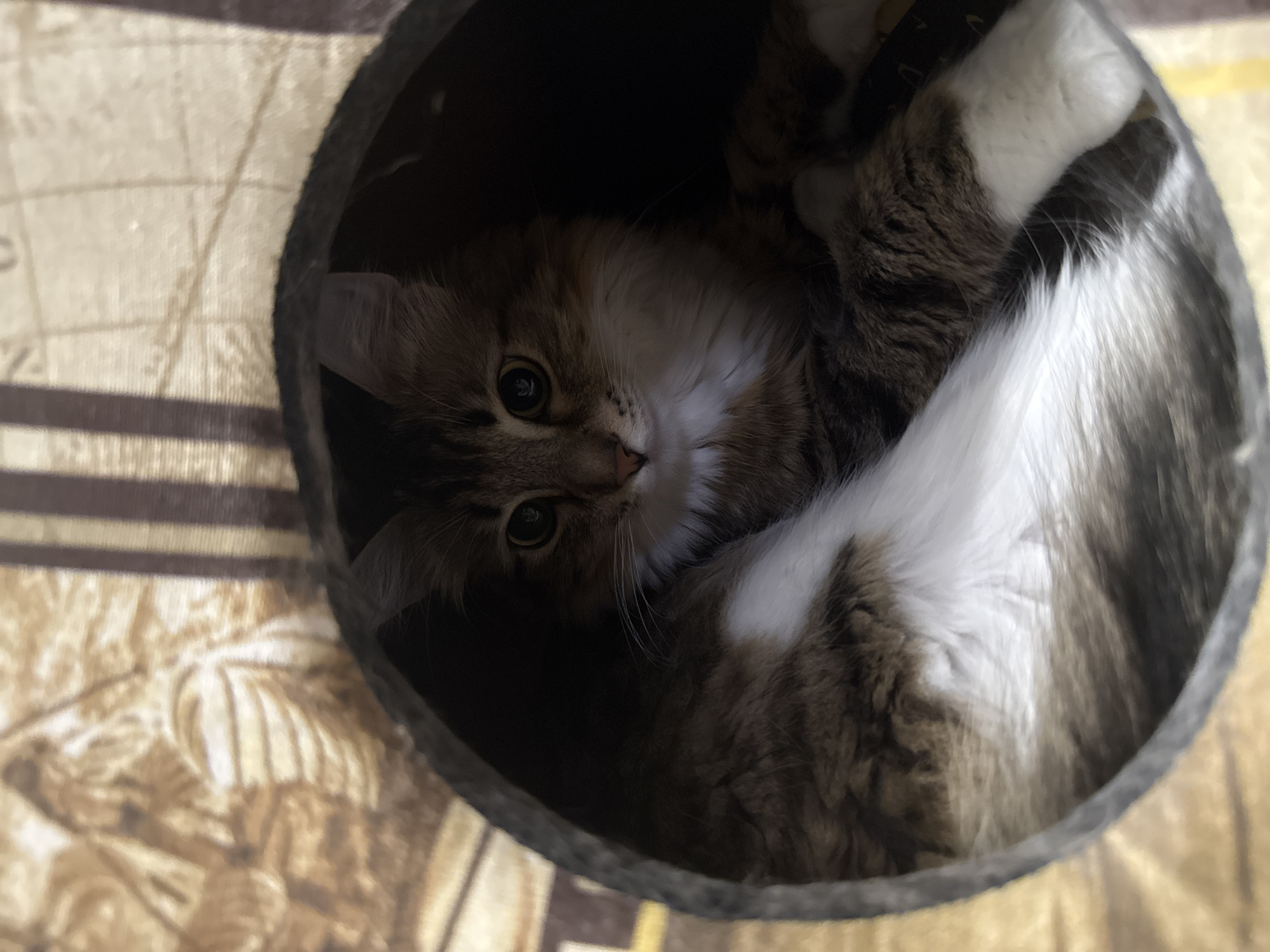 A fluffy, long-haired tabby cat with white markings is curled up inside a circular cat bed. The cat has wide, alert eyes with dark pupils and its fur is a mix of brown, black, and white. Its tail, which is white with dark rings, is wrapped around its body. The cat bed is dark gray and appears to be made of fabric. In the background, there is a patterned fabric that is tan and brown, with vertical stripes. The scene is lit from above and to the left, casting some shadows within the cat bed. There is no indication of the city of Бородино, Russia, in the image.