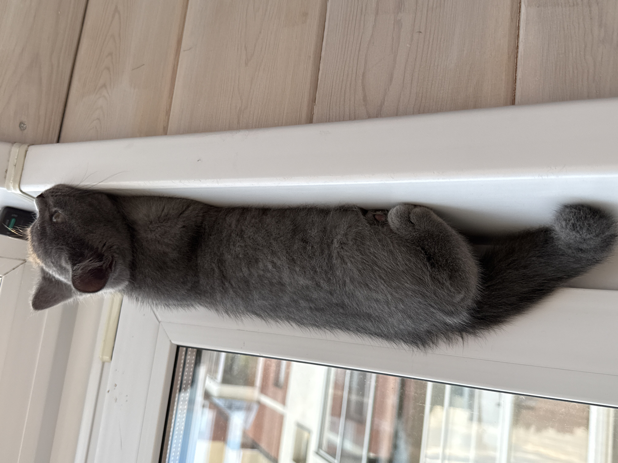 A gray cat is lying on a white windowsill, with its body stretched out horizontally. The cat is facing to the right and its head is slightly turned, with one eye visible. Its tail is extended behind it, and its paws are tucked beneath its body. The windowsill is white and appears to be made of plastic. Below the windowsill, there is a wall covered in light-colored wooden paneling. In the background, through a window, buildings and sky are visible, suggesting an urban environment. The lighting suggests it is daytime.