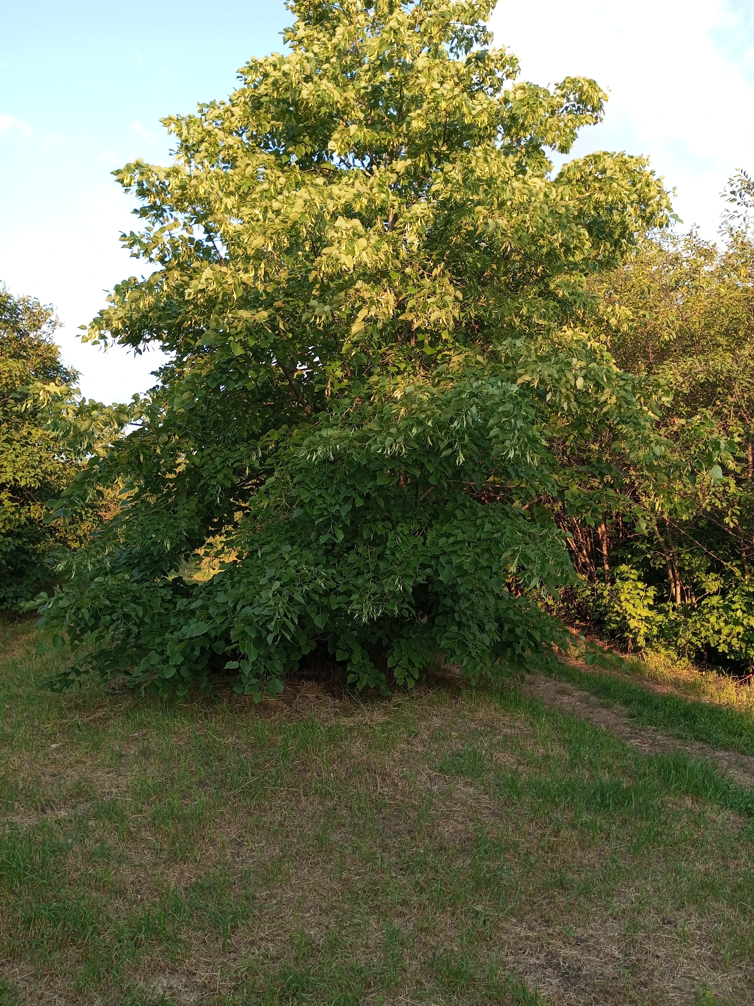 The image captures a serene natural scene within the Ароматновское сельское поселение, Ukraine. Dominating the frame is a large, deciduous tree with lush green foliage, its branches extending outwards and downwards. The tree is situated on a gentle grassy incline, with a dirt path winding its way up and to the right of the frame. The ground is covered in a mix of green grass and dry straw, suggesting a warm season. In the background, a dense thicket of trees forms a verdant backdrop. The sky above is a clear blue, with a hint of soft sunlight illuminating the upper leaves of the main tree. There are no people or animals visible in the image.