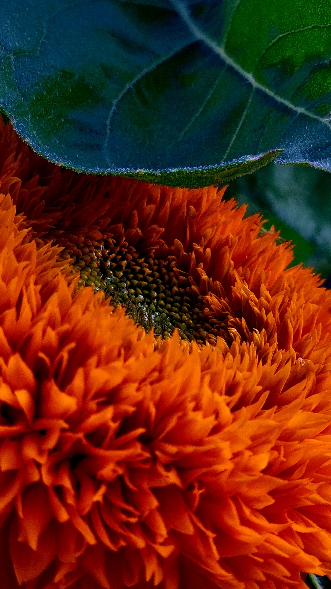 A close-up, vertical, low-angle macro shot captures a sunflower. The sunflower's bright orange petals, appearing almost ruffled, fill the foreground and middle ground, curving inwards towards a dark, textured center composed of numerous small, dark green seed-like structures. A single, large, dark green leaf with visible veins is draped over the top portion of the sunflower, partially obscuring its center. The leaf's edge is slightly fuzzy and shows small water droplets. The background is a blur of deep green, suggesting foliage. The lighting is dramatic, highlighting the textures and colors of the flower and leaf. The image does not depict any identifiable structures or features that would indicate its location in the city of Vysokoe, Russia.