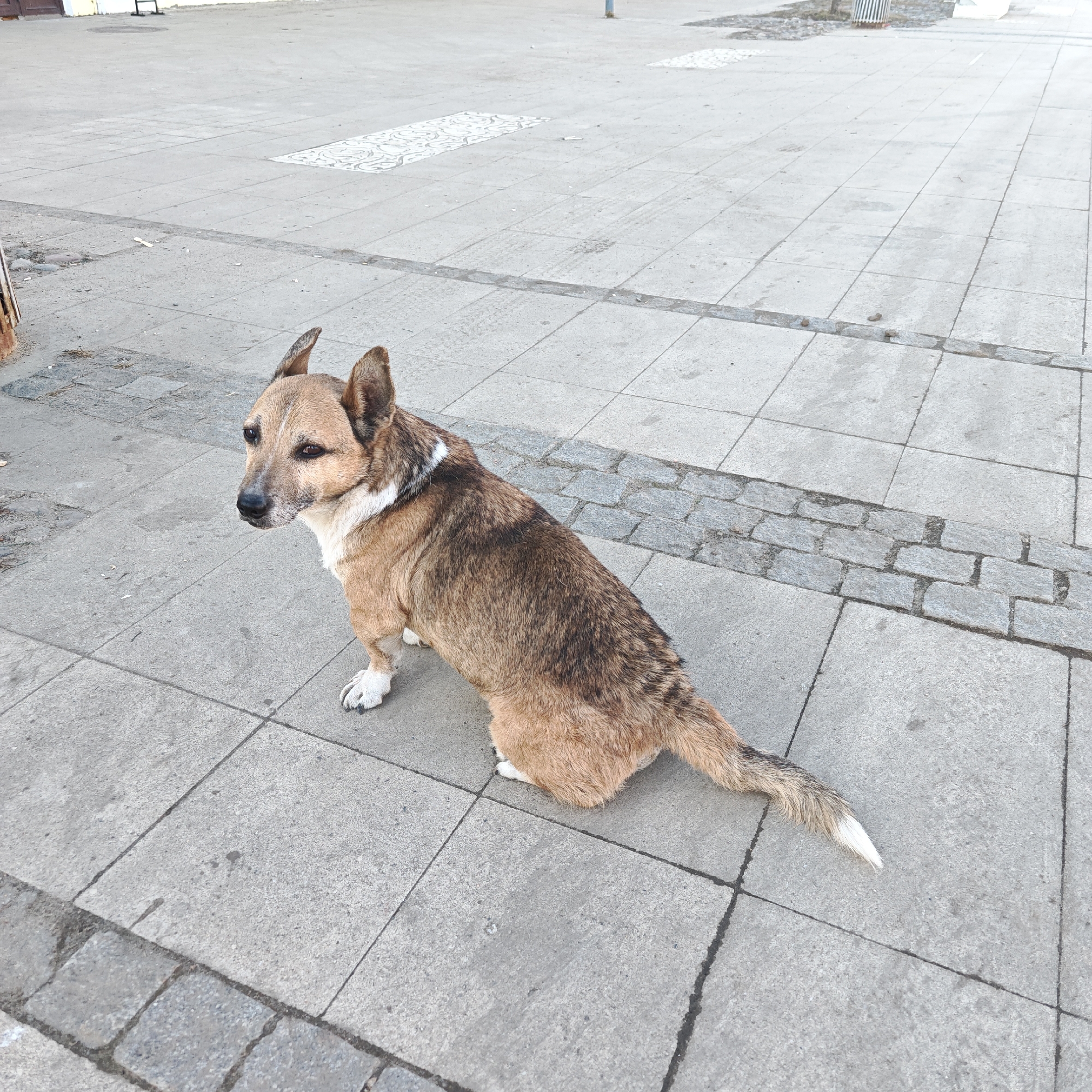 A mixed-breed dog is depicted sitting on a paved surface in Rostov, Russia. The dog, predominantly tan and dark brown with white markings on its chest, neck, and paws, has erect, pointed ears and a tail tipped with white fur. Its head is turned towards the left of the frame, with its dark eyes fixed on an unseen point. The ground consists of light grey square paver tiles, with a horizontal demarcation of darker grey cobblestones running through the mid-ground. Faint tire marks are visible on the lighter pavers. In the background, the paved area continues, showing a decorative lighter-toned section on the ground and a slender dark pole. No other subjects or actions are present. The scene is lit by diffused daylight.