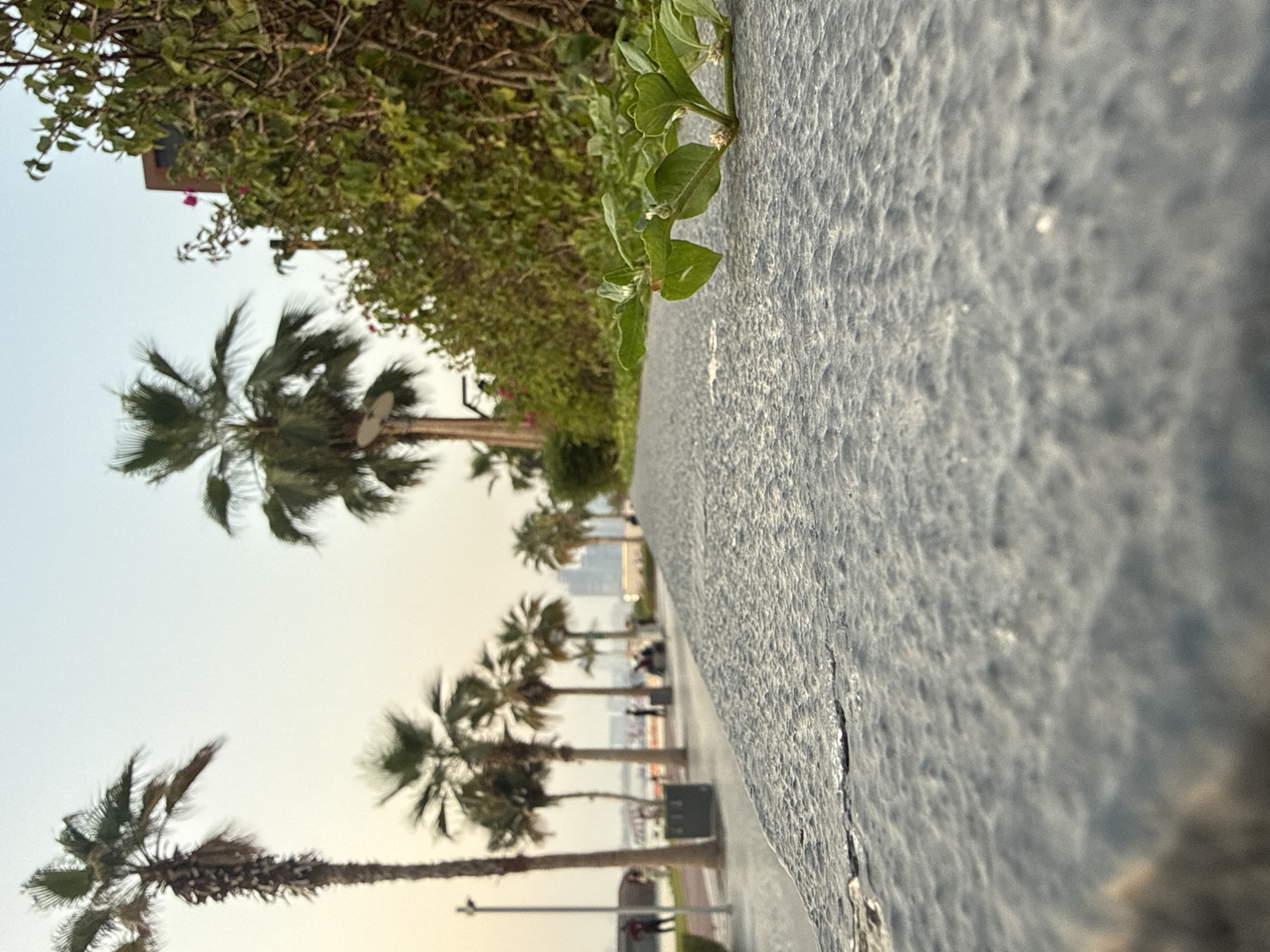 The image depicts a low-angle view of a textured gray concrete wall in the foreground. To the left, a pathway lined with palm trees stretches into the background, where the soft light of dusk or dawn illuminates a cityscape with tall buildings. Scattered individuals are visible on the pathway, some walking and others seated. The scene appears to be a public promenade, likely along a waterfront, characterized by a serene, tropical ambiance. The vegetation includes lush green bushes and the iconic fronds of numerous palm trees. The overall impression is one of a leisurely outdoor space in a modern urban environment.