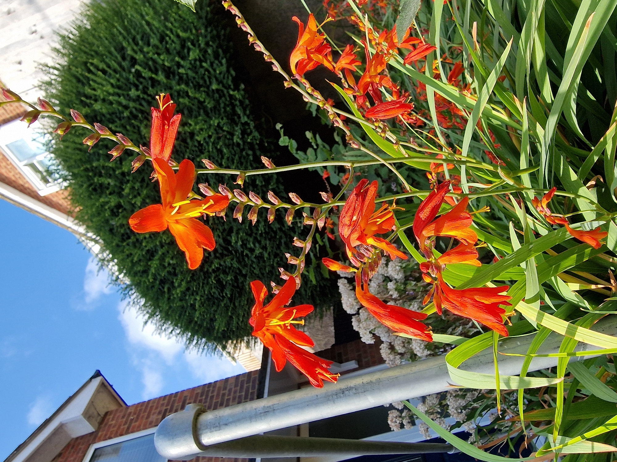 A low-angle, close-up shot captures a cluster of vibrant orange Crocosmia flowers in full bloom, set against a backdrop of a bright blue sky with scattered white clouds. The flowers are the primary subjects, with their trumpet-shaped petals and yellow stamens prominently displayed. Long, green, sword-like leaves of the plant fan out from the base, creating a lush foreground.
To the left, a section of a brick building with white trim and a window is visible. A silver metal pole, possibly part of a railing or fence, stands vertically in the left mid-ground, partially obscuring the building and the flowers. Behind the flowers and to the right, a dense, dark green hedge forms the mid-background, with the upper portions of a white building showing above the hedge. The image appears to be taken on a sunny day, likely in a garden or outdoor space. There are no people or animals present in the scene.