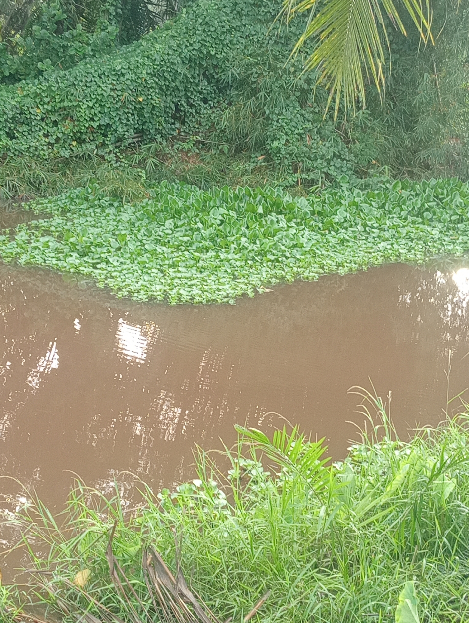The image shows a waterway, possibly a canal or river, in an area with dense vegetation. The water appears brown or murky, reflecting light. A thick layer of green aquatic plants covers a portion of the water's surface. The banks of the waterway are overgrown with various types of foliage, including grass, vines, and possibly some small trees or shrubs. A palm frond is visible in the upper right corner. The overall environment suggests a tropical or subtropical location. There is no indication of the specific city or location.