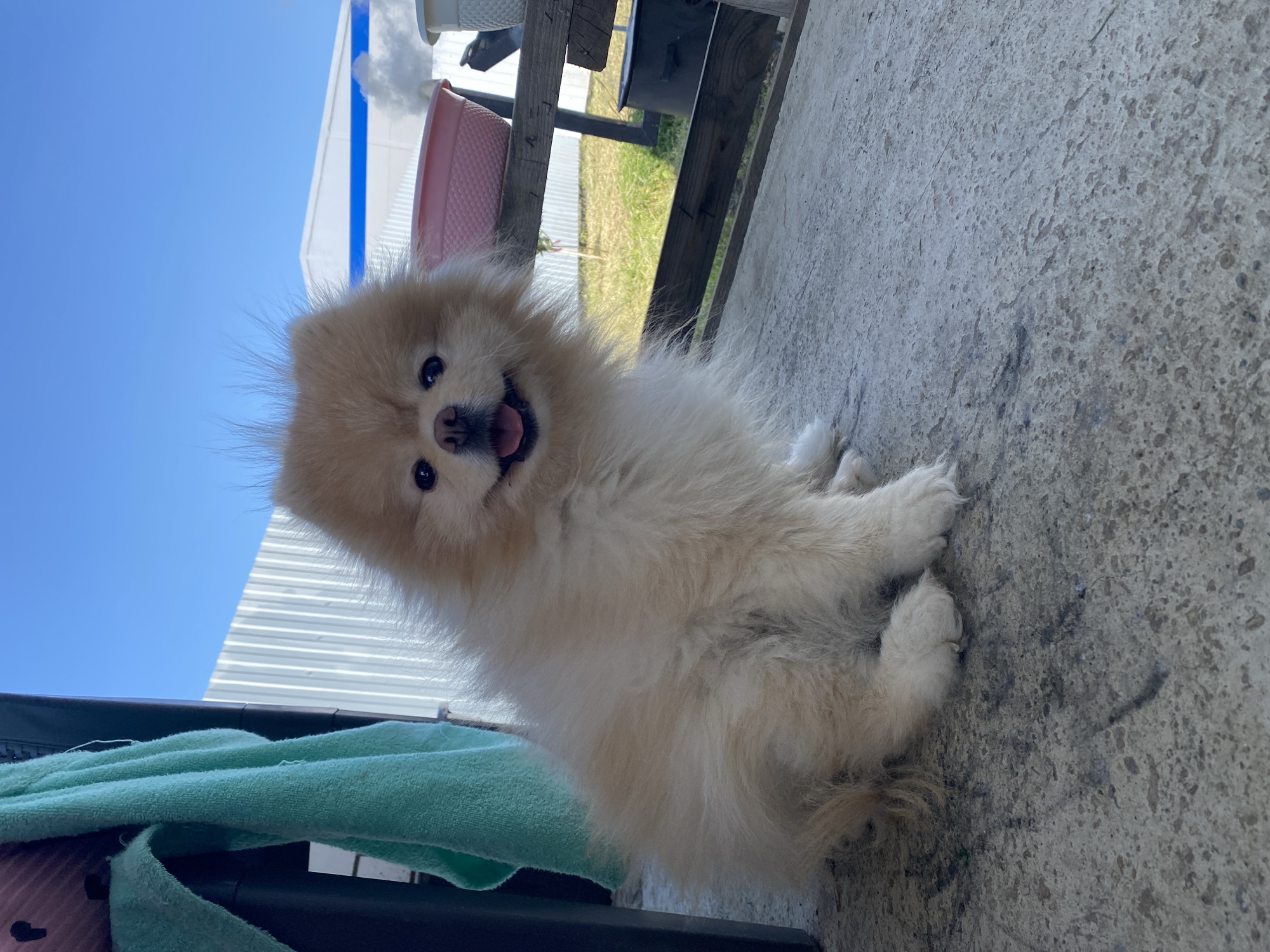A small, tan and white Pomeranian dog is sitting on a concrete surface. The dog is looking up and slightly tilted to the left. The background includes a blue sky, a section of a white building, a wooden fence and other outdoor items. The concrete surface is cracked and weathered. A green towel is visible on the lower left, partially obscuring the dog's lower body. The location may be Industrialny, Russia.