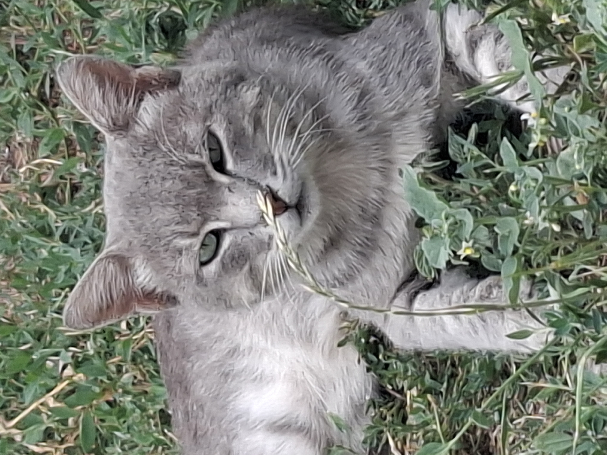 An adult domestic cat with grey fur and green eyes is lying down in green grass with some small white flowers. A thin stem with leaves is in front of the cat's face, obscuring its nose. The cat is looking directly at the camera. The image does not provide any information about the city of Almaty, Kazakhstan.