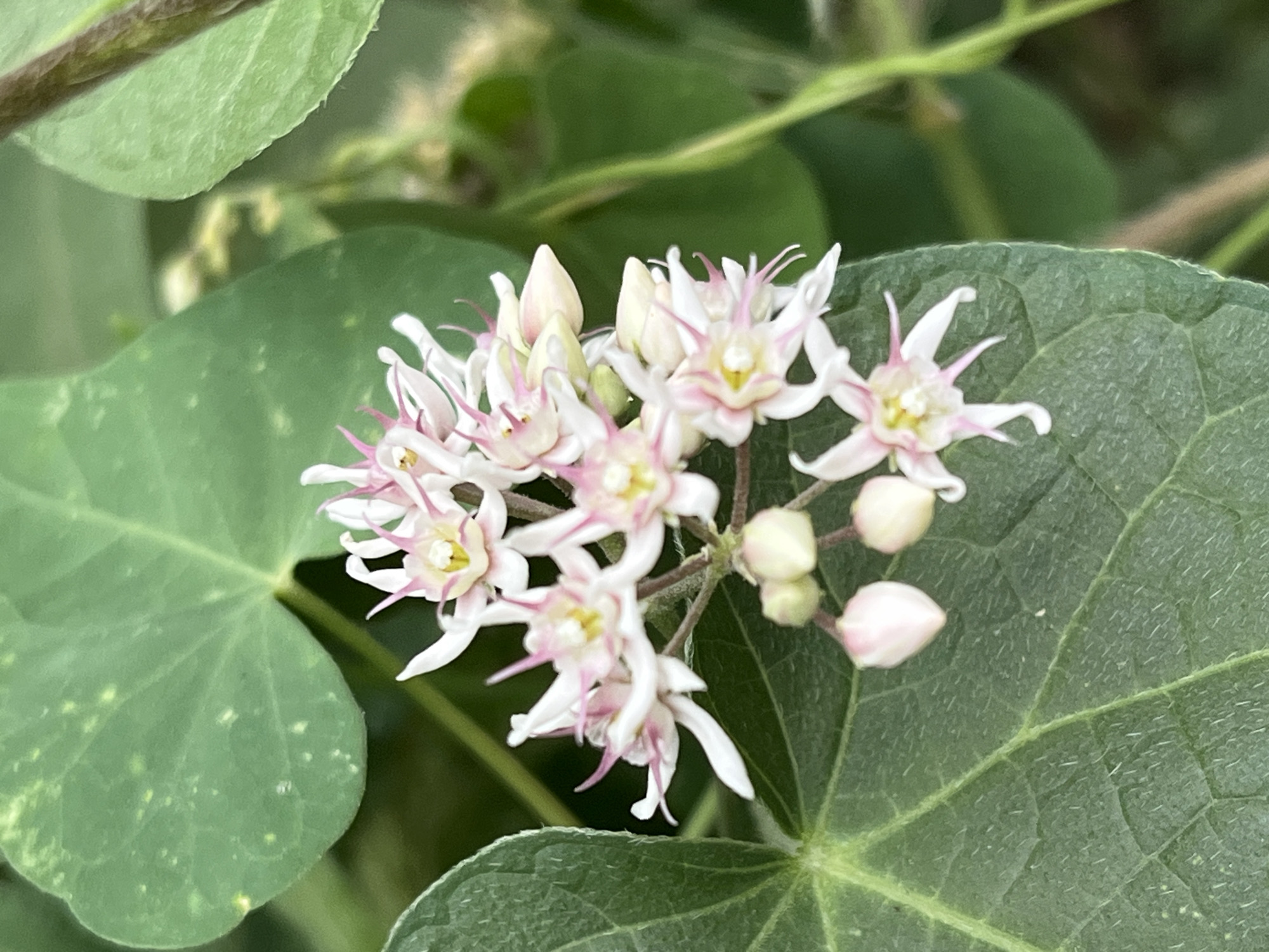 A cluster of small, star-shaped white and pink flowers with yellow centers is in focus in the center of the frame. The flowers have delicate petals and are arranged on thin stems. Several unopened buds, appearing pale pink and white, are visible below the open flowers. The blossoms are set against a backdrop of large, green leaves, one of which occupies the lower left portion of the image. The leaves have visible veins and a slightly textured surface. The background consists of blurred green foliage and a hint of a brown stem on the right side. This image was captured in the city of Krasnyye Barrikady, Russia.