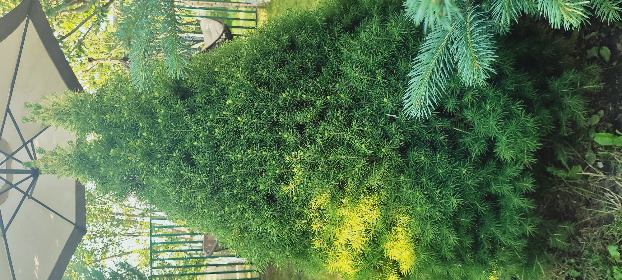An outdoor, close-up, vertical shot shows a conical spruce tree with dense, green needles. The tree is illuminated by natural light, with some areas appearing brighter and more yellow-green, possibly due to sunlight filtering through. In the background, a portion of a white umbrella with a dark frame is visible, along with greenery and a green fence. A few needles from another, bluer-toned evergreen branch are visible in the foreground on the right side of the frame. The ground beneath the tree is covered with grass and some sparse foliage. The scene is devoid of people.