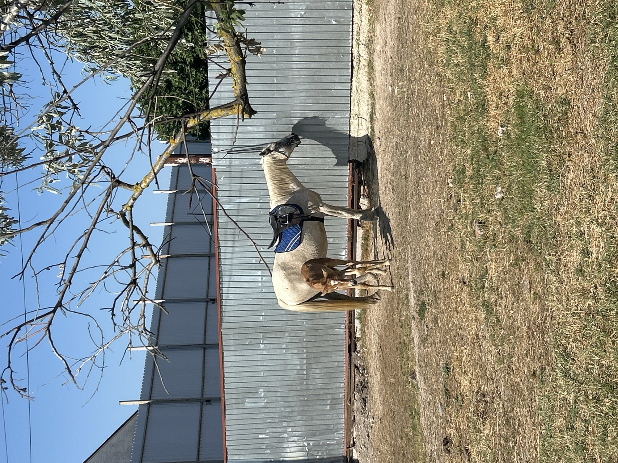 In Мысовское сельское поселение, Ukraine, a pale blonde horse stands next to a small, light brown foal in a dry, grassy enclosure. The enclosure is bordered by a corrugated metal fence, with a building visible in the background to the left. Overhanging branches of a tree partially obscure the view. The horse is equipped with a saddle and blue saddle pad. The foal is positioned close to the mare, appearing to nuzzle it. The ground is covered in dry grass and some patches of dirt. The sky is clear and blue.