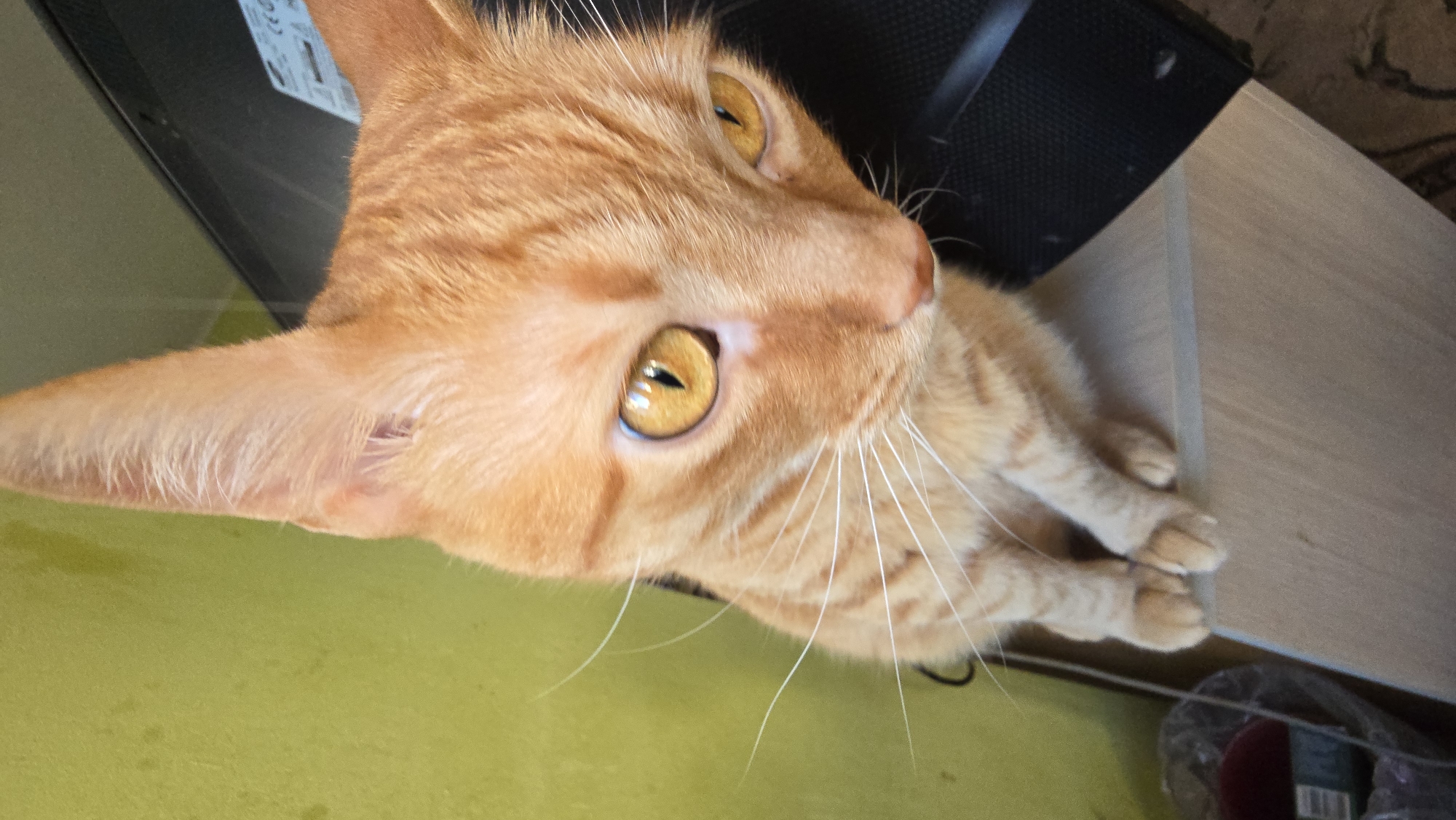 The image shows a close-up, high-angle shot of an orange tabby cat. The cat is lying down, with its body mostly out of frame. Its head is turned to the right, and its large, golden eyes are looking upwards. The cat's fur is a light orange with darker tabby stripes. Its white whiskers are long and prominent.
The background is blurred, but appears to be a domestic setting. A black object, possibly a laptop or monitor, is visible behind the cat's head, and to the right, a light-colored wooden surface, likely a desk or table, is present. A green surface, possibly a desk or mat, is in the foreground.
There are no people visible in the image. The lighting suggests it could be daytime, but the exact time of day is not determinable. The scene is indoors. No weather conditions are apparent. There is no visible text in the image. The cat's gaze and relaxed posture suggest a calm and curious demeanor.