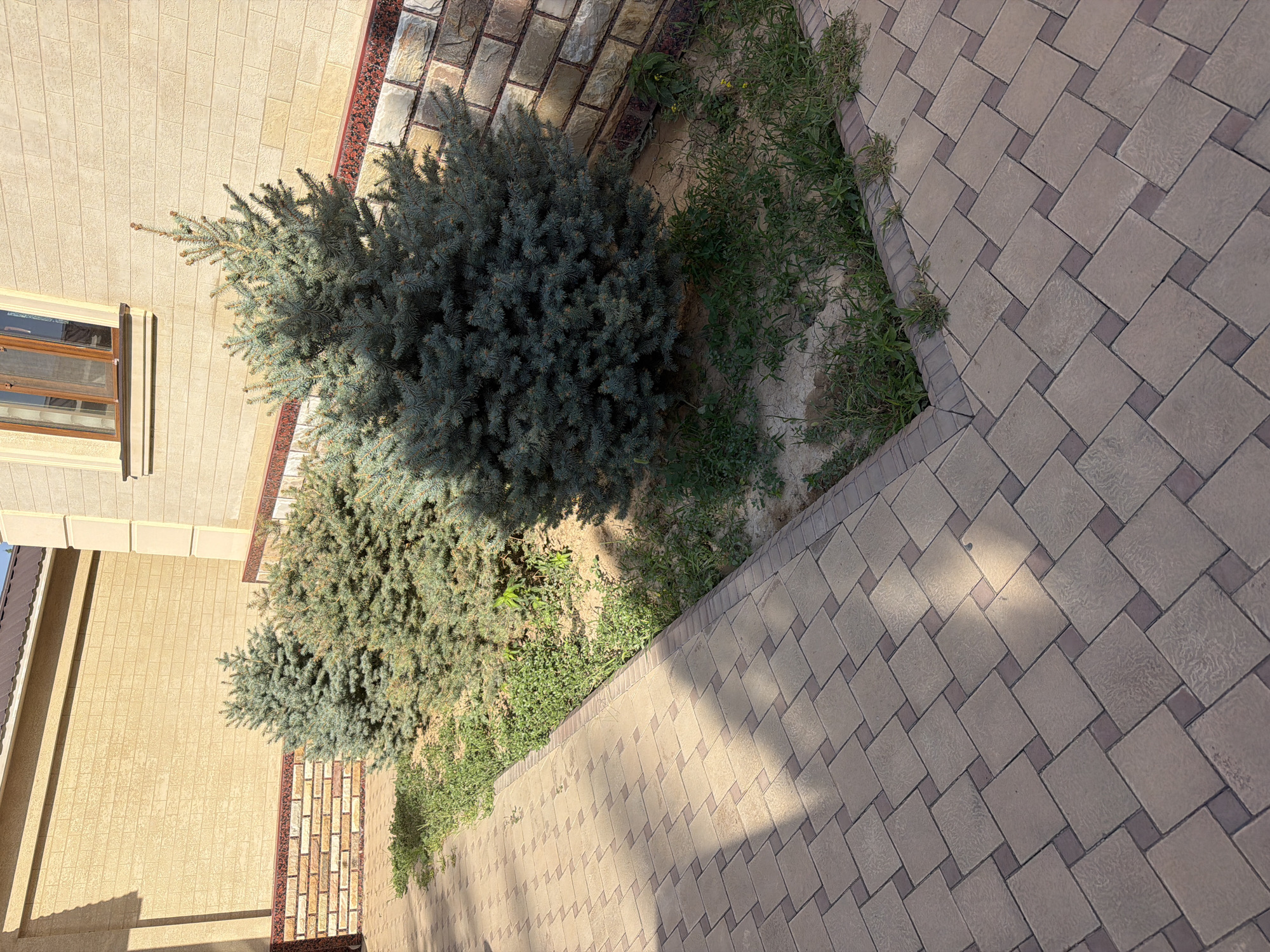 The image shows a paved walkway next to a garden bed containing several blue spruce trees. The walkway is made of light brown and tan square pavers arranged in a diagonal pattern, with darker brown rectangular pavers separating them. The garden bed is planted with a few mature blue spruce trees, with sparse green grass and weeds growing around their bases. Behind the garden bed is a building with a textured light yellow wall. A section of the building's facade is visible, including a window with a wooden frame and a decorative stone base. The scene appears to be an outdoor area in a residential or commercial property. The location is identified as Koshkurgon, Uzbekistan.