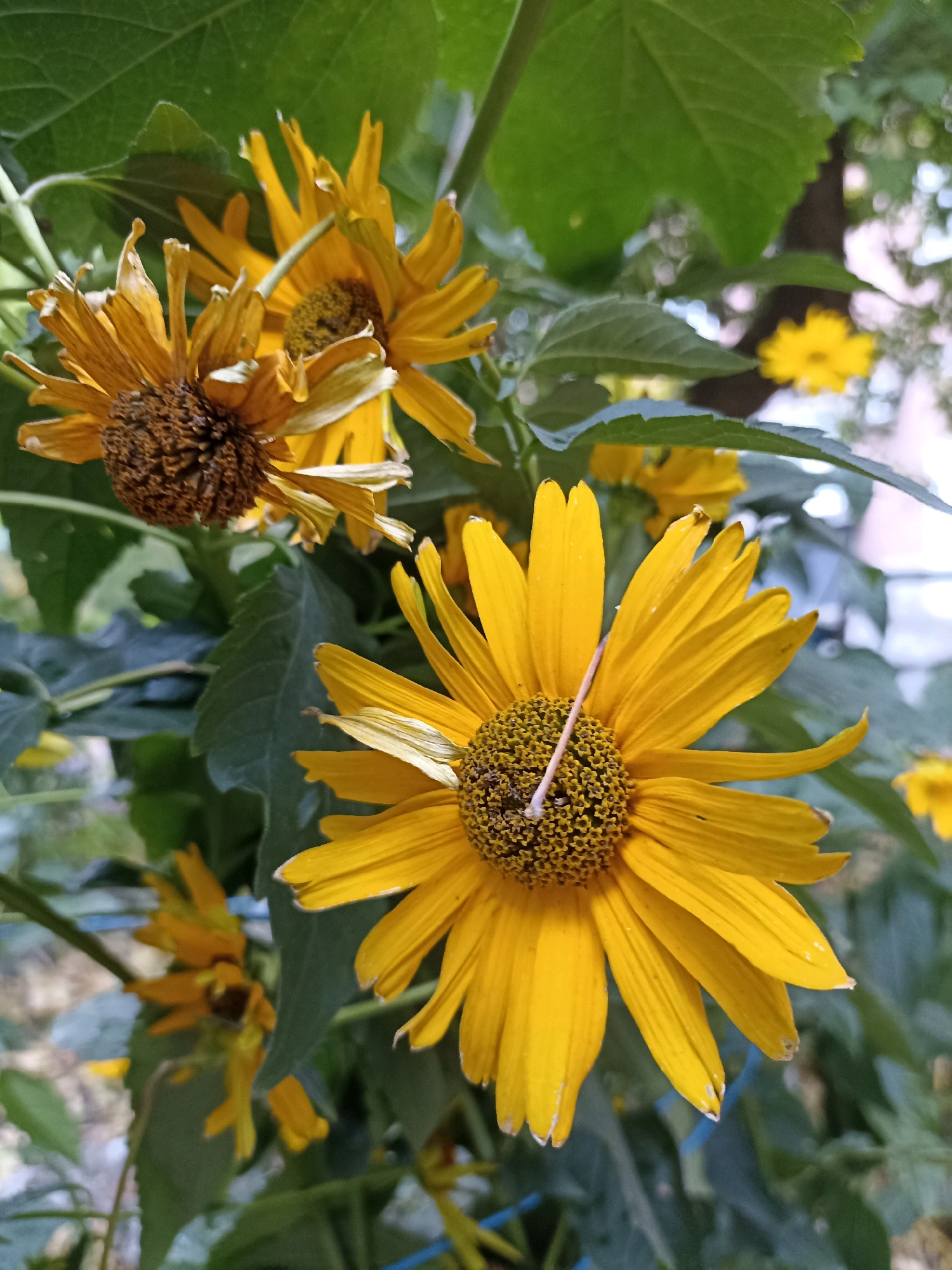 A close-up shot focuses on two bright yellow flowers with brown centers, likely sunflowers or a similar species, set against a backdrop of green leaves and a blurred, outdoor environment. One flower, in the foreground and to the right, is in full bloom, its petals spread wide. A thin, light-colored twig or straw rests across its center. Behind it and to the left, another flower, slightly out of focus, shows wilting petals. The leaves are large and green, some in sharp focus, others blurred. The background is a soft wash of greens, browns, and whites, suggesting a garden or natural setting with possibly some man-made structures visible in the distance. The overall impression is one of natural beauty, with a hint of the flowers reaching the end of their bloom cycle. The scene is captured from a slightly elevated, eye-level perspective.
