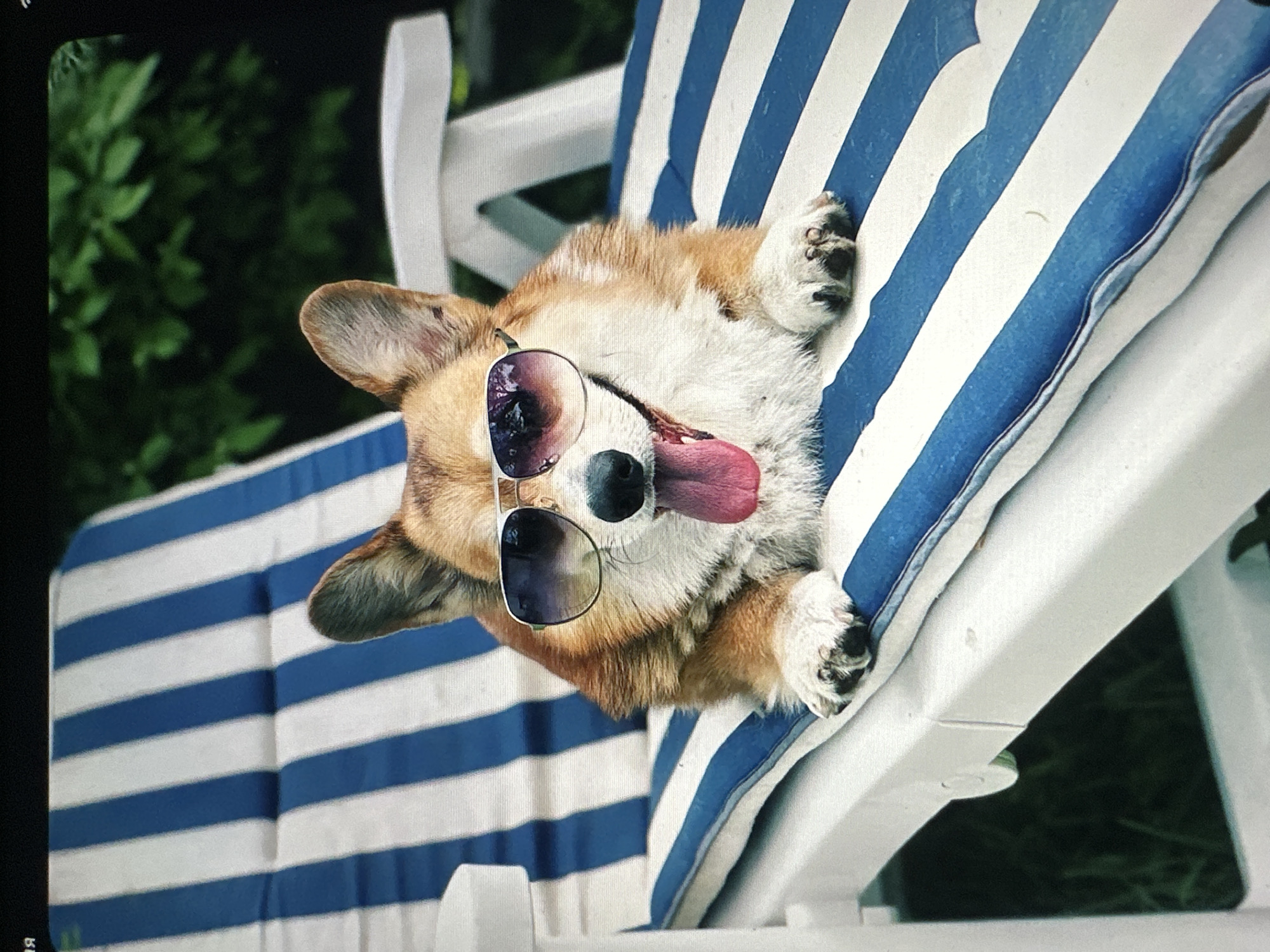 A corgi dog wearing aviator sunglasses is resting on a blue and white striped chaise lounge outdoors. The dog's tongue is sticking out, and its paws are resting on the edge of the lounge cushion. The background consists of blurred green foliage, suggesting a garden or park setting. The image does not contain information that would allow for location identification in Tallinn, Estonia.