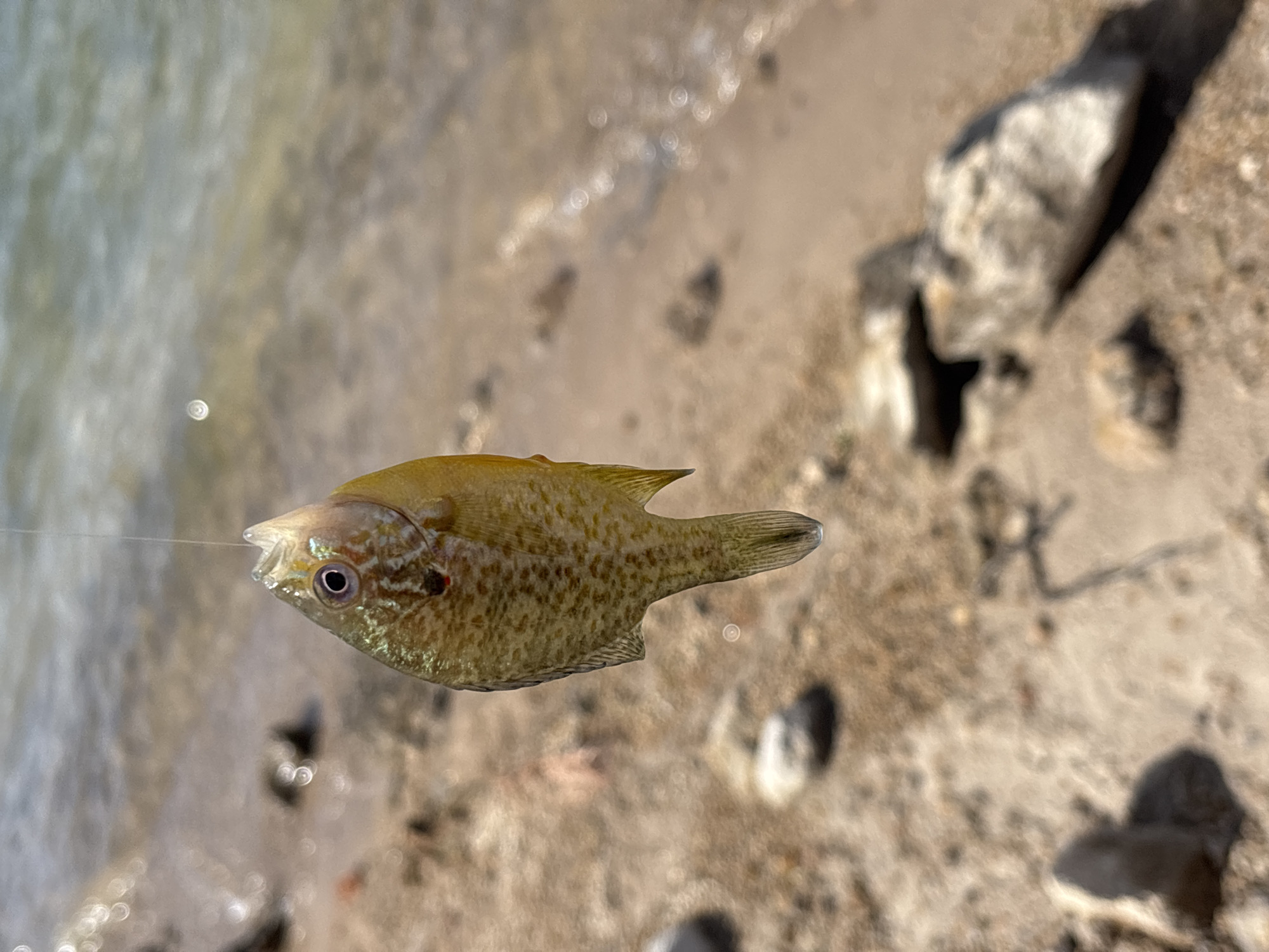 This media file is a close-up photograph of a small, iridescent fish caught on a fishing line. The fish is the primary subject, depicted horizontally and slightly angled, with its head facing left. Its scales shimmer with shades of green, gold, and blue, and it has a distinct red spot behind its eye. The fishing line is visible extending from the fish's mouth.
The background is blurred, suggesting shallow, sandy water with some pebbles or rocks visible on the shore. The water's surface reflects sunlight, creating bokeh effects. The lighting indicates it is daytime, likely sunny, given the bright reflections. The overall impression is a snapshot of a moment during fishing, highlighting the caught fish against the natural environment. There is no visible text in the image.