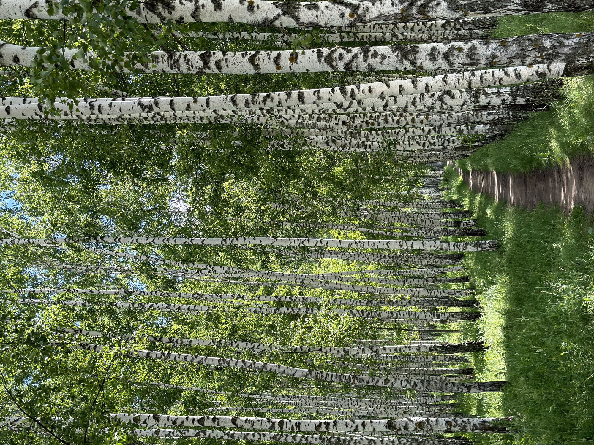 The image depicts a serene birch forest in Kazan, Russia. The scene is characterized by a dense arrangement of birch trees with their distinctive white and black bark, creating a visually striking pattern. Sunlight filters through the lush green foliage, casting dappled shadows on the forest floor, which is covered in soft, green grass. A narrow dirt path meanders through the trees on the right side of the image, suggesting a natural trail within the wooded area. The perspective is from below, looking up into the canopy of leaves and branches, which creates a sense of depth and immersion in nature. The overall mood is peaceful and tranquil, evoking the feeling of a quiet, sunlit day in a forest. There is no visible text in the image.