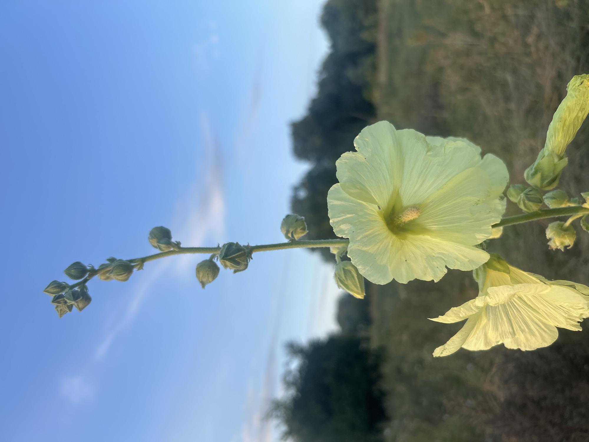 In the city of Dzherokay, Russia, a close-up, low-angle photograph captures a pale yellow hollyhock flower in bloom, positioned in the foreground. The flower's delicate petals are illuminated by the setting sun, which casts a warm glow on the scene. Behind the hollyhock, a field of dry grass stretches into the background, leading to a dense line of trees on the horizon. The sky above is a gradient of blue and pale clouds, with a hint of the golden hour sunlight. The focus is sharp on the flower, while the background is softly blurred, creating a sense of depth. The image is devoid of any human presence or activity.