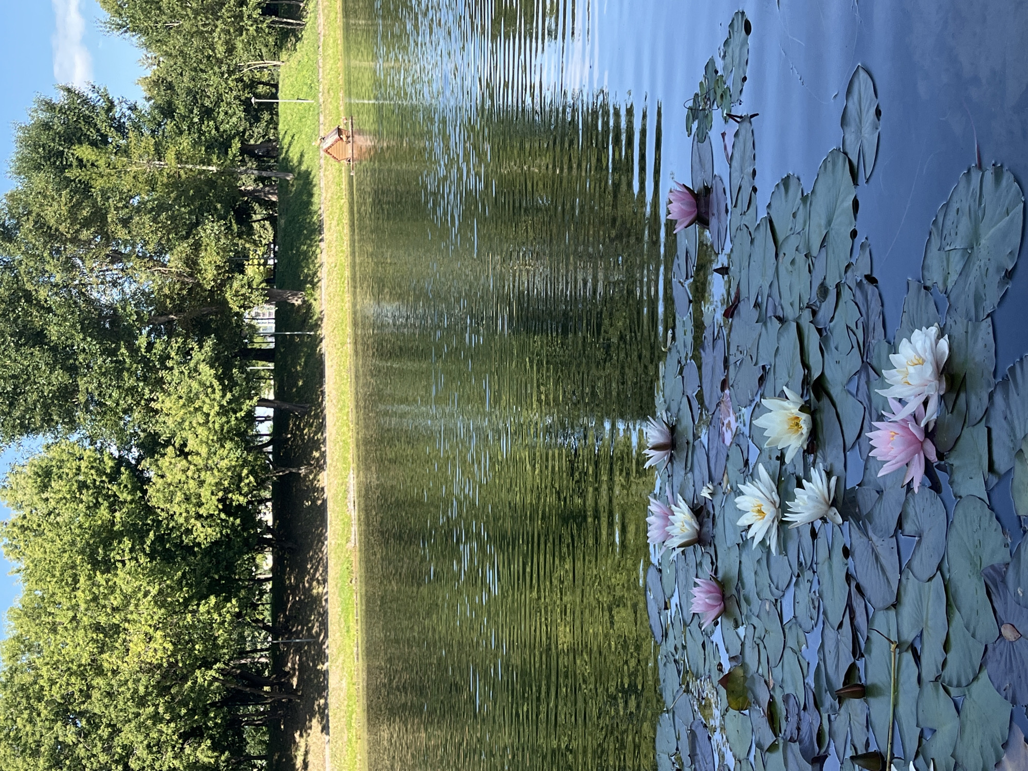 A close-up view of a pond filled with water lilies and lily pads, with lush green trees lining the bank in the background. The water reflects the trees and the sky, creating ripples on the surface. In the distance, a small wooden duck house floats on the water. The scene is serene and natural, suggesting a peaceful park environment. This image appears to be taken at the Neskuchny Sad park in Moscow, Russia, known for its ponds and gardens. There are no people visible in the image.
