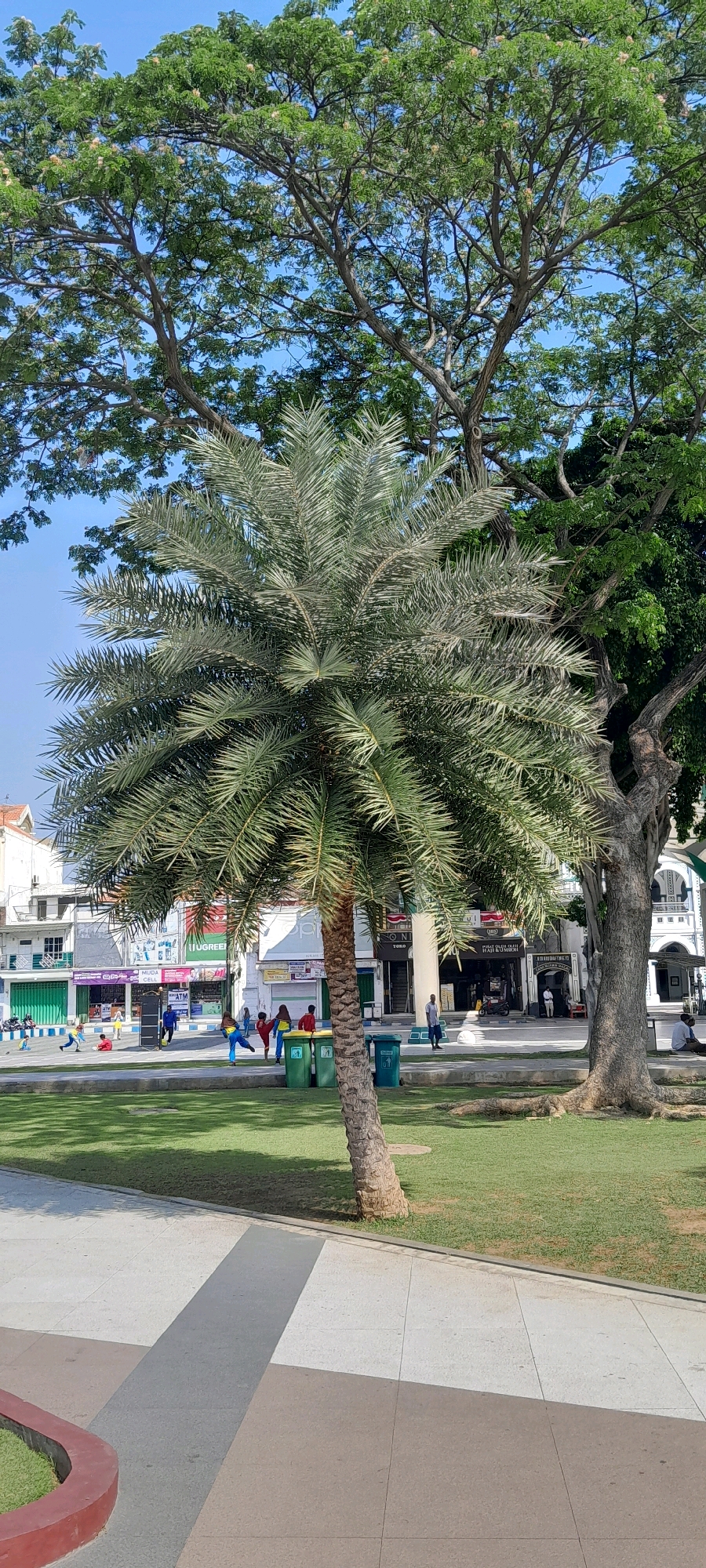 The image depicts a street scene in the city of Pasuruan, Indonesia, with a focus on a central date palm tree and its surroundings. The date palm stands in the foreground, its fronds reaching upwards and outwards. Behind it, a larger tree with a thick trunk and branches spreads its canopy. The background reveals a street lined with buildings, many of which appear to be shops or commercial establishments, with signs in Indonesian. People are visible in the middle ground, some appearing to be children playing and others walking. There are also several green trash receptacles placed along the street. The ground is a mixture of paved walkways and a grassy area. The sky is clear and blue. The overall impression is a typical urban public space, likely a park or a pedestrian area in the city.