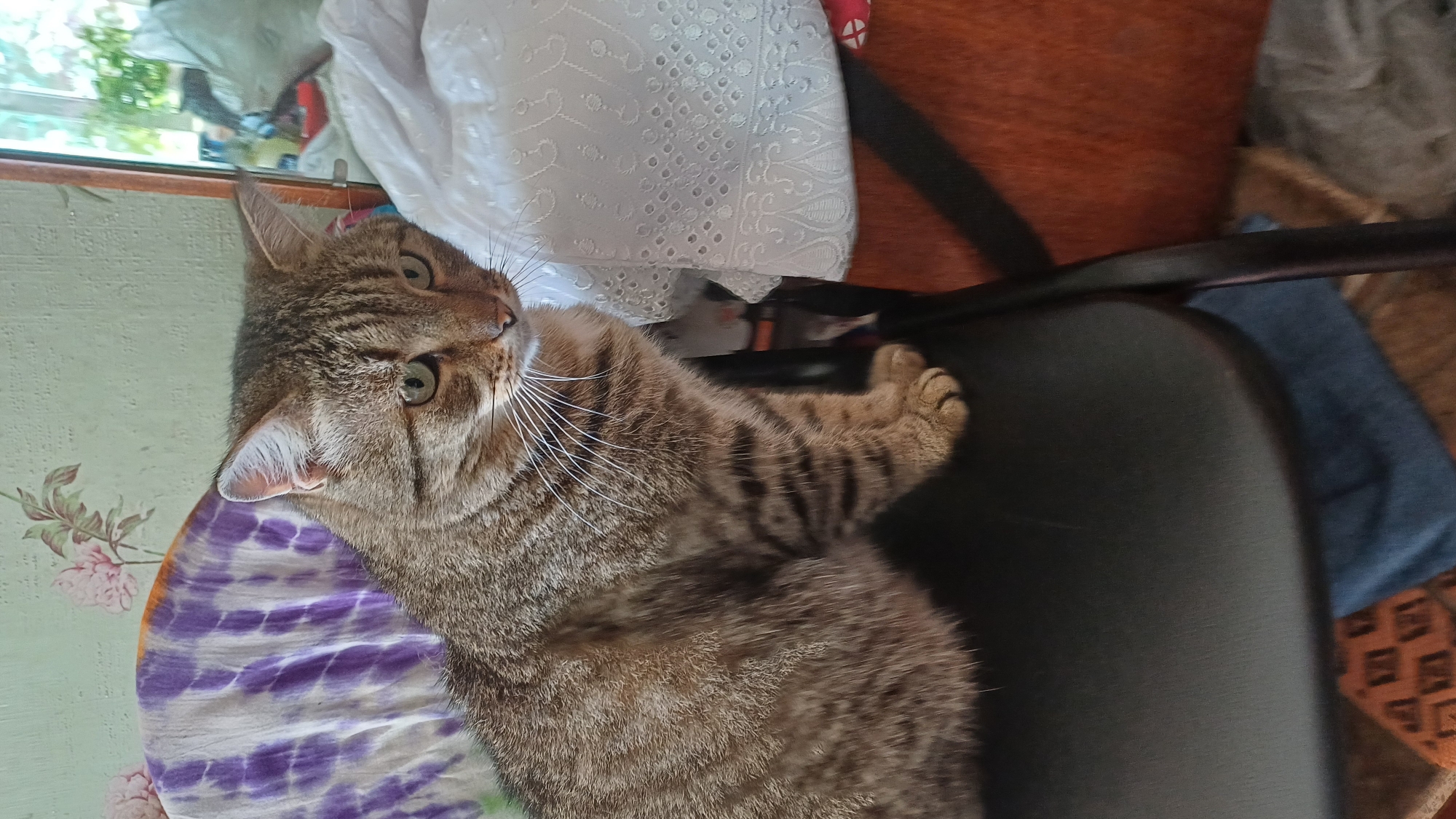 A tabby cat sits on a black chair in an indoor setting. The cat is facing to the right, with its head turned slightly towards the viewer. Its fur is a mix of brown, black, and tan stripes. The background includes a wall with floral wallpaper, a chair with a purple and white tie-dye cushion, and a white fabric with intricate embroidery. A reflective surface, possibly a mirror or window, is visible on the right side of the image, showing a blurred reflection of the surroundings. The scene appears to be in a residential area of Izhevsk, Russia, likely a room within a house or apartment. There are no people visible in the image.