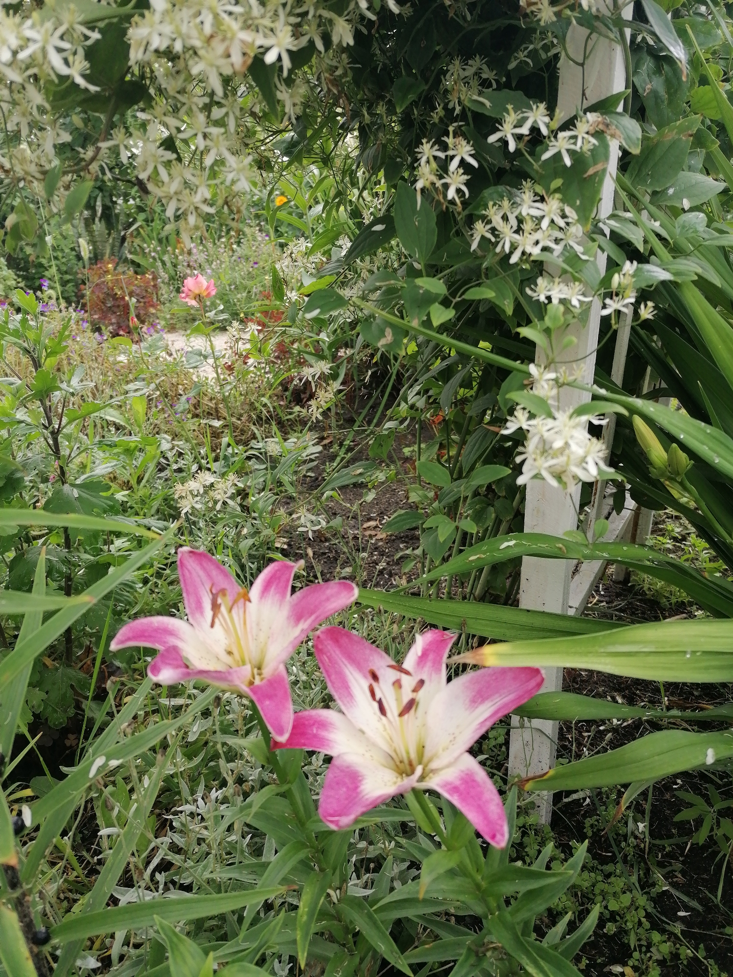 In a garden in the city of Mylnikovo, Russia, two pink and white lilies are in bloom. The lilies are in the foreground, with their petals unfurled and their stamens visible. Behind the lilies, a path winds through a variety of plants, including small white flowers and lush green foliage. A white wooden post stands to the right, partly obscured by the plants. The overall impression is one of a vibrant and well-tended garden.