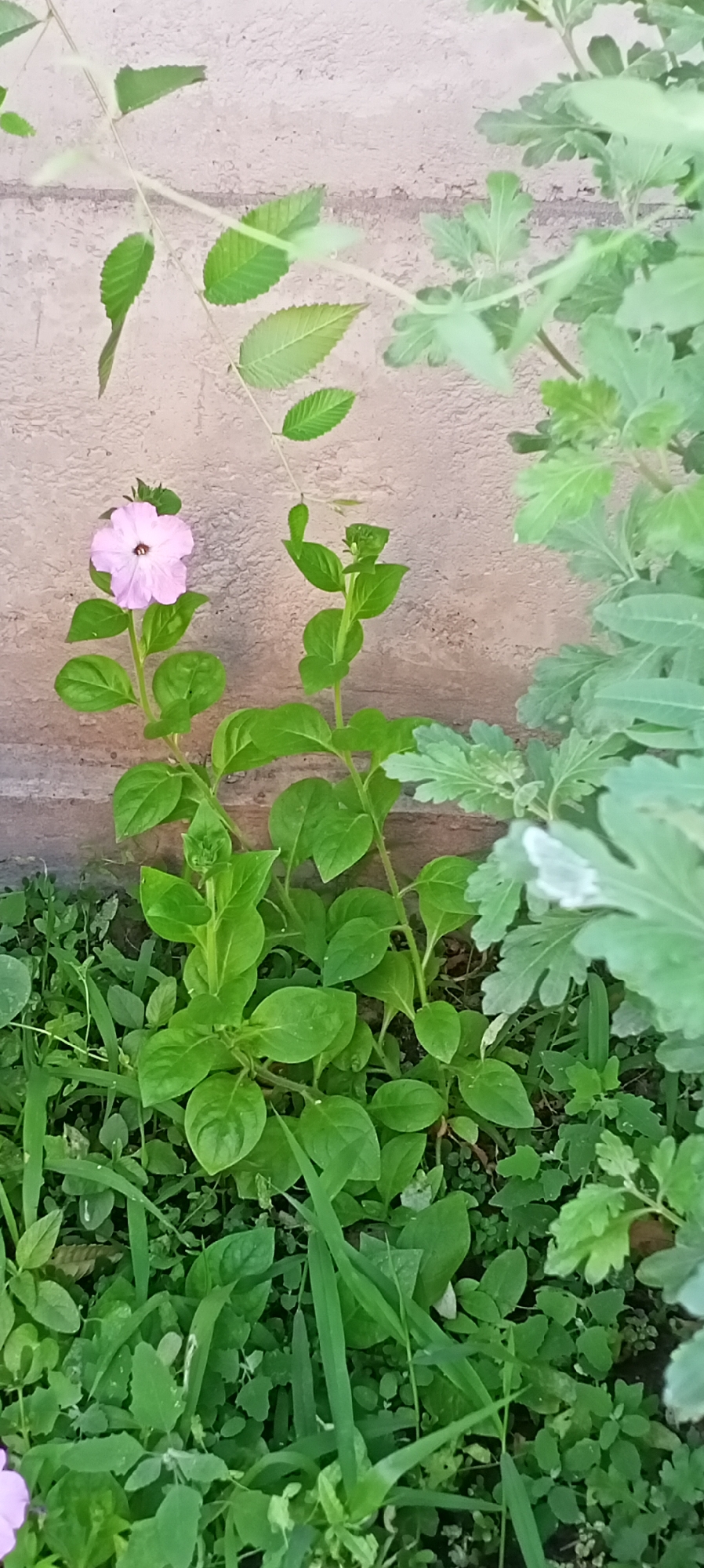 The image depicts a light pink petunia flower in bloom, surrounded by lush green foliage and grass. The flower is positioned slightly to the left of the center, with its petals gently unfurled, revealing a dark center. The plant it belongs to has several broad, oval-shaped leaves and a thin stem. To the right of the petunia, another plant with segmented, feathery leaves is visible. In the background, a textured, light-colored wall with horizontal lines suggests an outdoor setting, possibly a garden or a courtyard. The overall scene is one of natural growth and vibrancy.