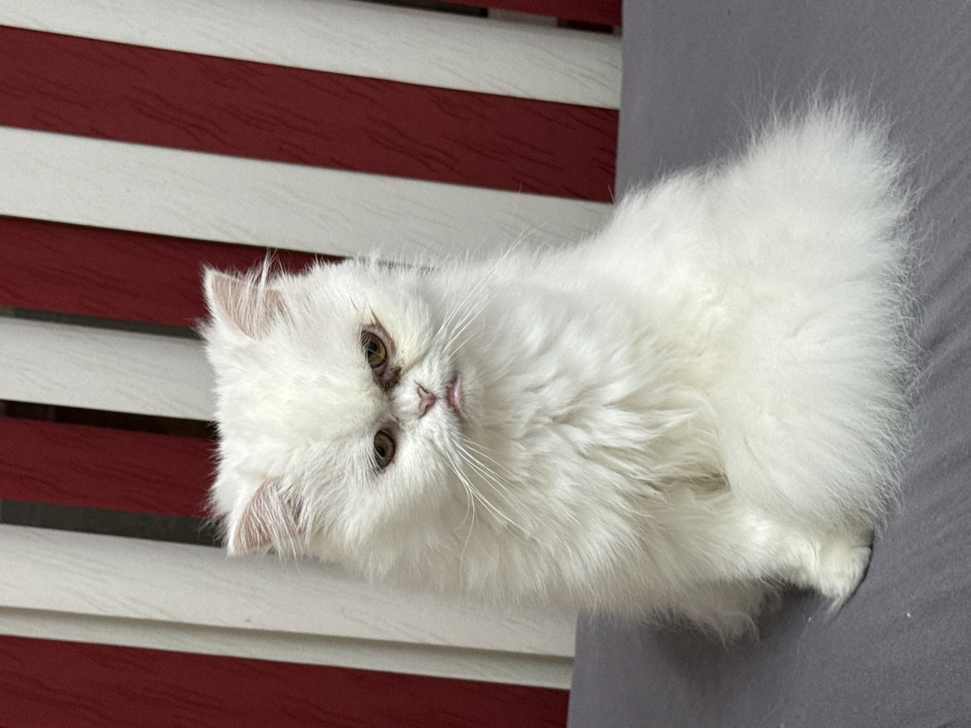 A white long-haired cat is lying on a gray surface. In the background are vertical stripes of red and white. The location is undetermined and cannot be verified as Burgas, Bulgaria.