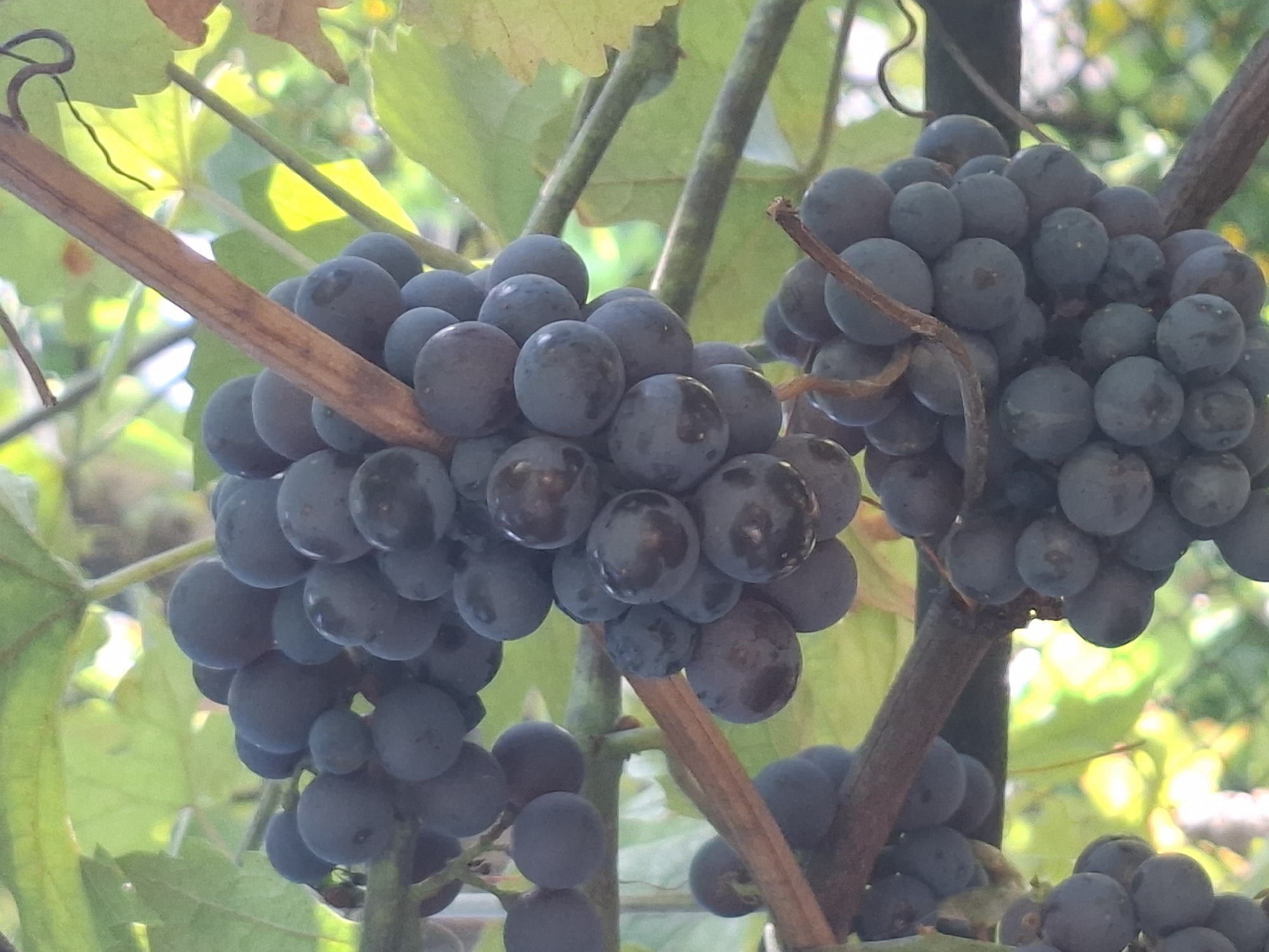 The image is a close-up, high-angle shot of ripe, dark purple grapes hanging from a vine. The grapes are clustered together, with some individual grapes visible in focus. The vine itself is brown and woody, with tendrils curling around the branches. Green grape leaves are visible in the background, some of which are illuminated by sunlight, creating a bokeh effect. The overall lighting suggests it is daytime, with the sun casting dappled light through the foliage. The scene appears to be outdoors, in an environment where grapes are cultivated, such as a vineyard or a garden with a grape trellis. There is no information about the specific location in Almaty, Kazakhstan.
