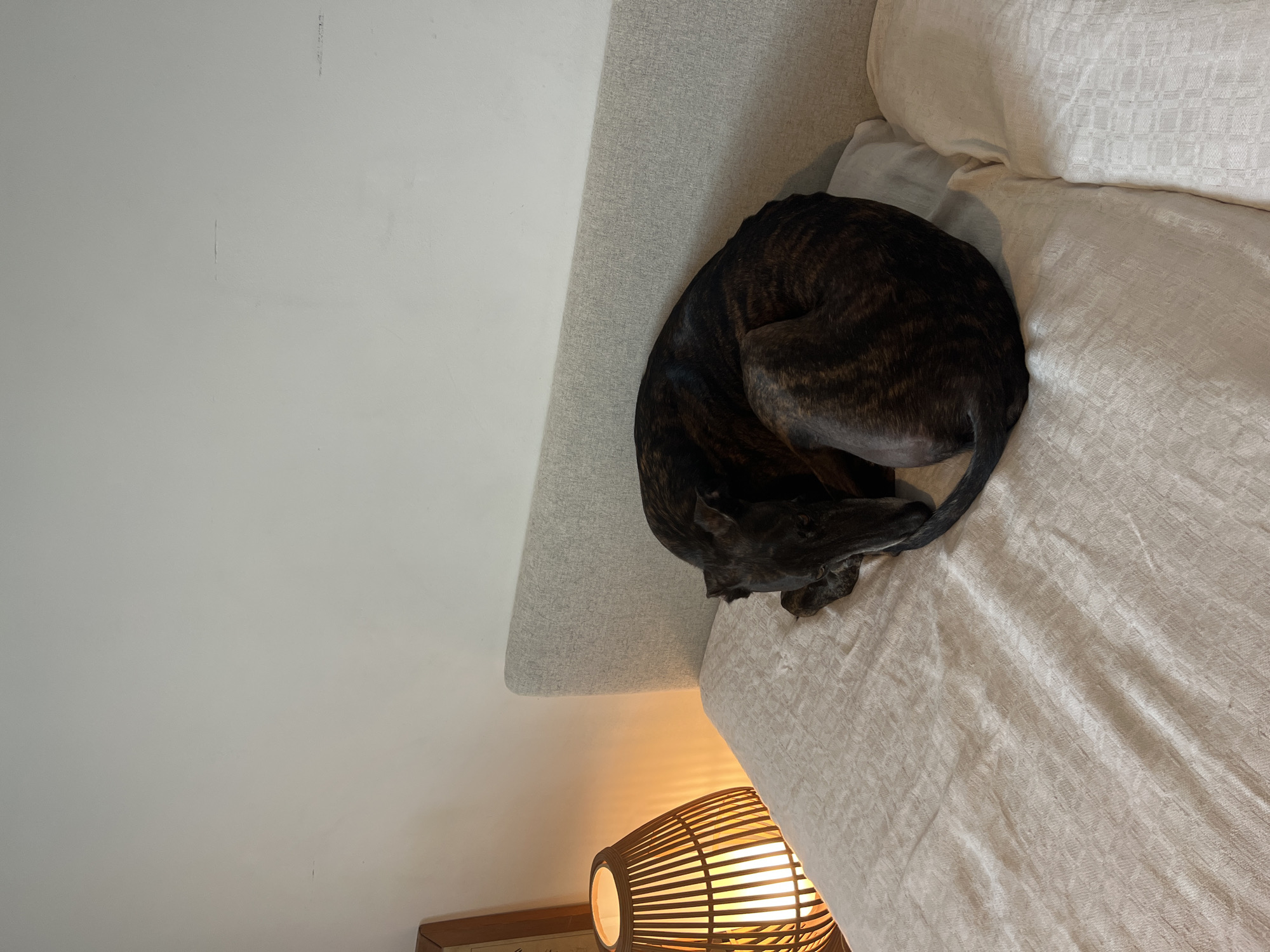 A brindle greyhound is curled up sleeping on a bed with a light-colored textured comforter. The bed has a light grey upholstered headboard. To the left of the bed is a woven bamboo table lamp with a warm yellow light emitting from it. The wall behind the bed is a plain off-white. The scene appears to be indoors in a domestic setting. There is no indication of the location being Hämeenlinna, Finland.